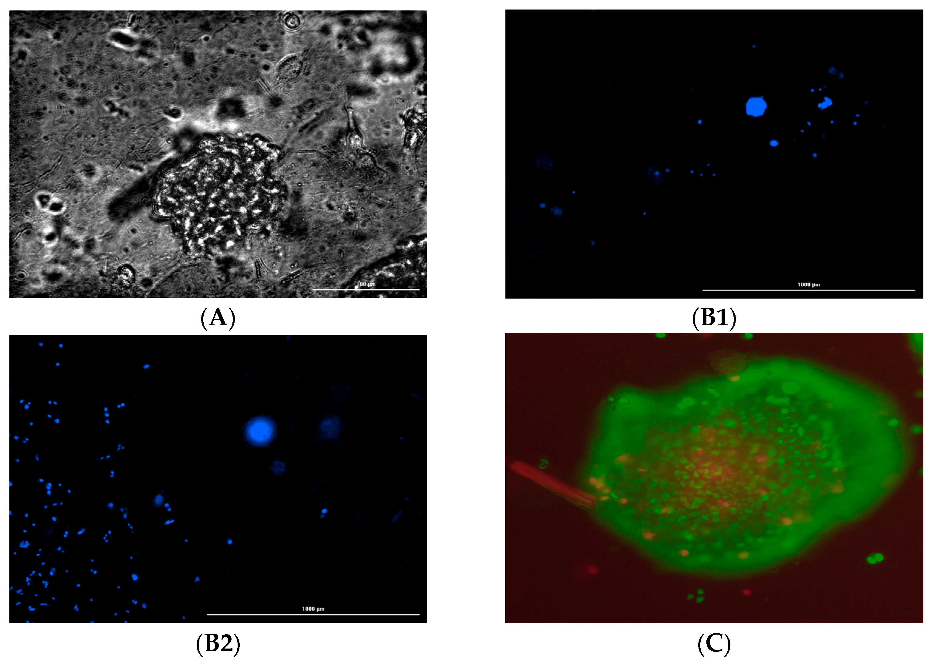 Bioengineering 12 00568 g006