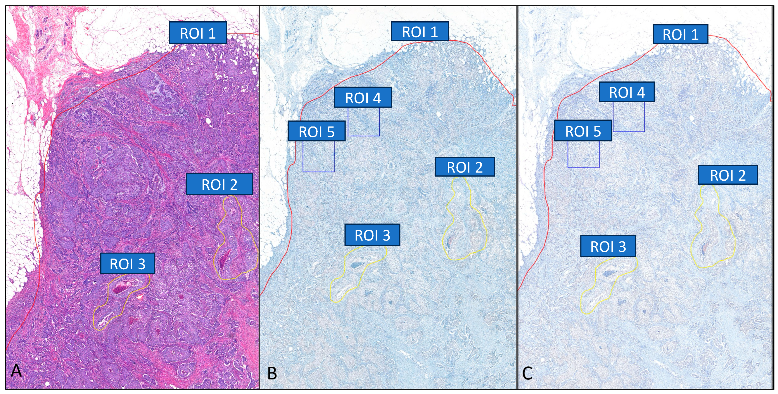 Bioengineering 12 00569 g001