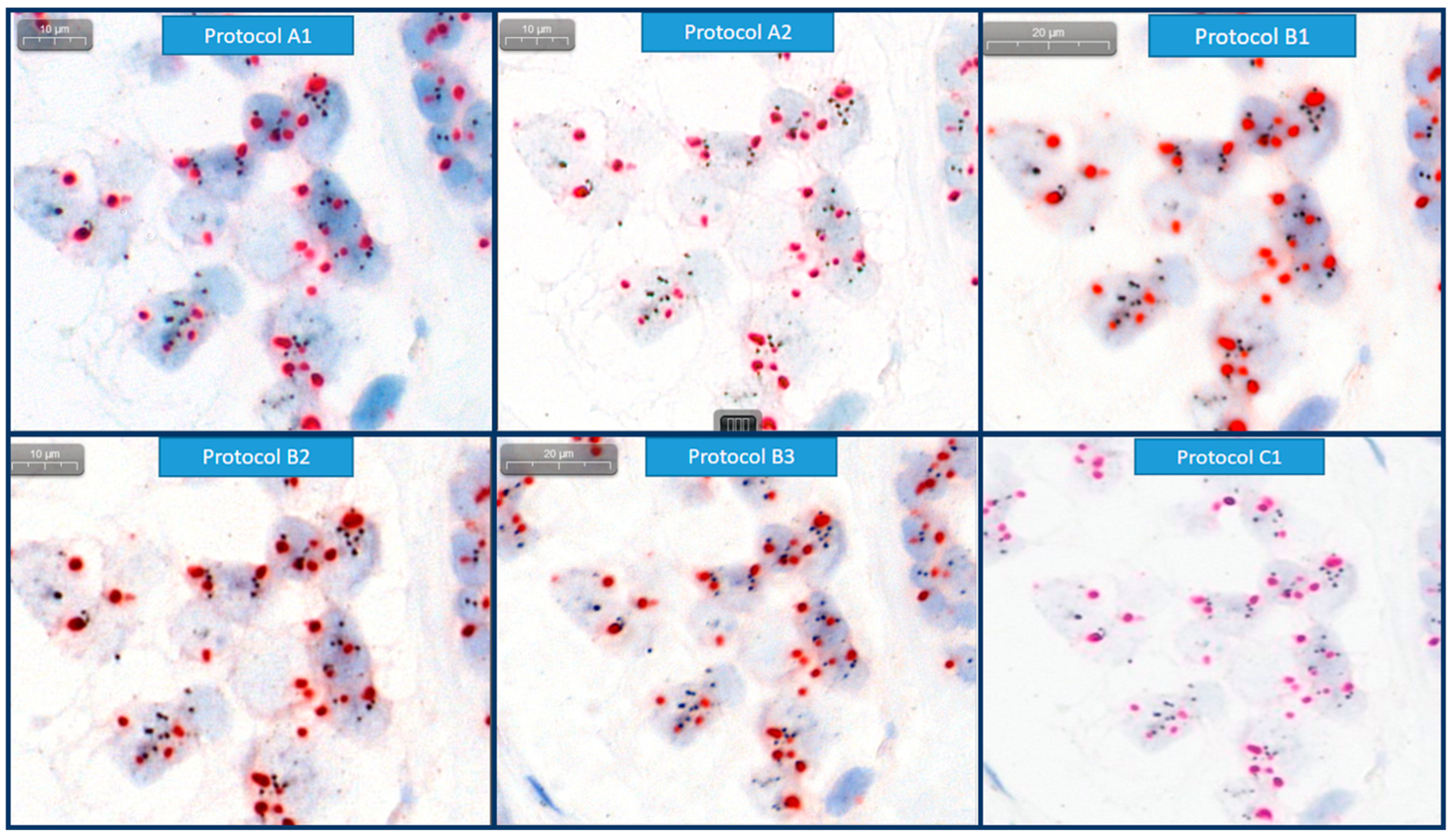 Bioengineering 12 00569 g003