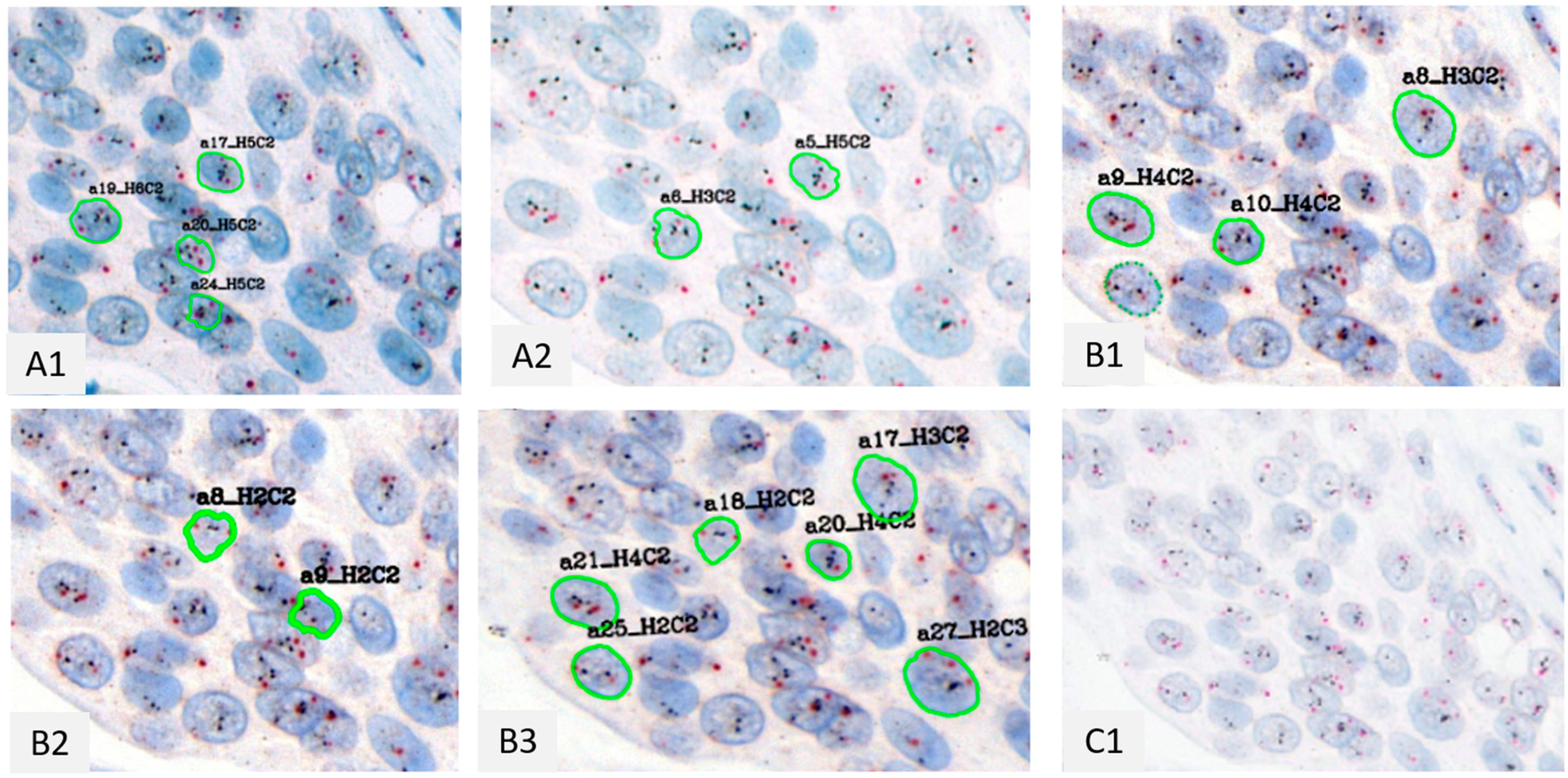 Bioengineering 12 00569 g004