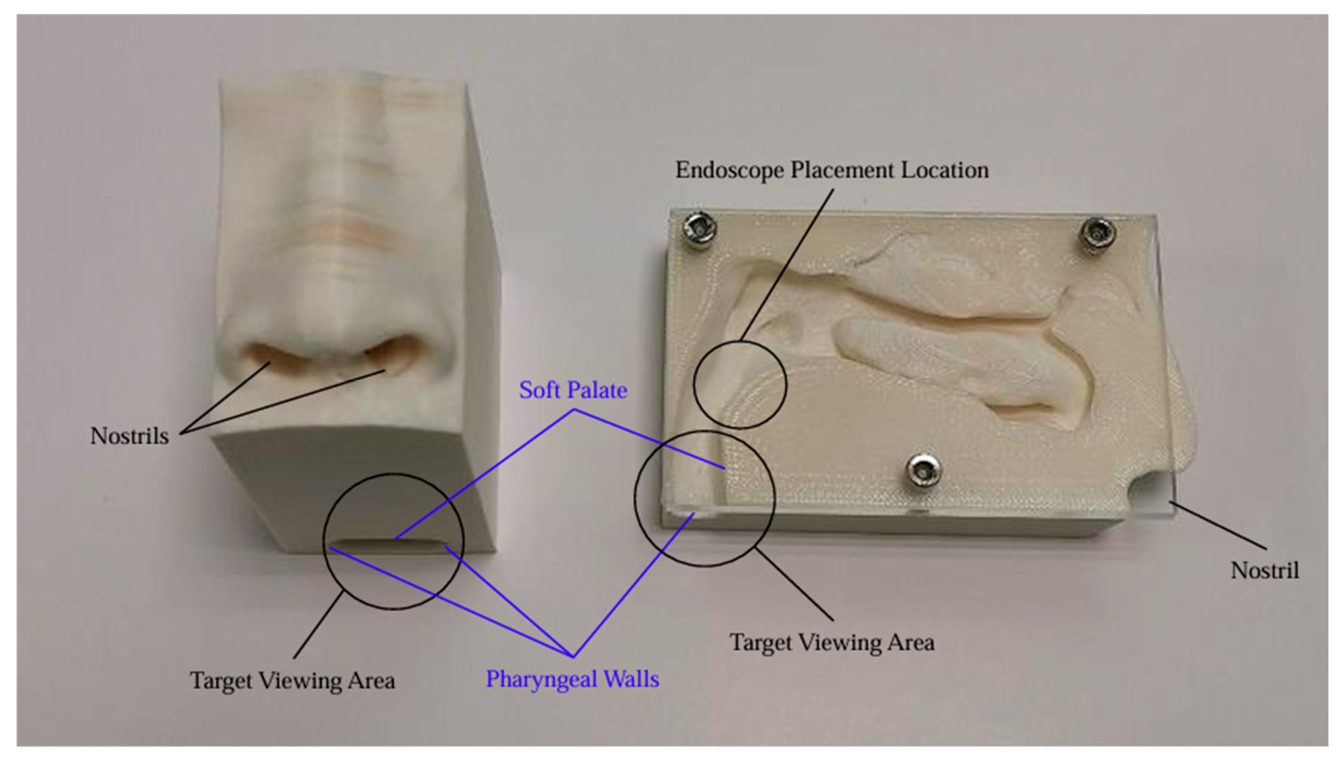 Bioengineering 12 00572 g002