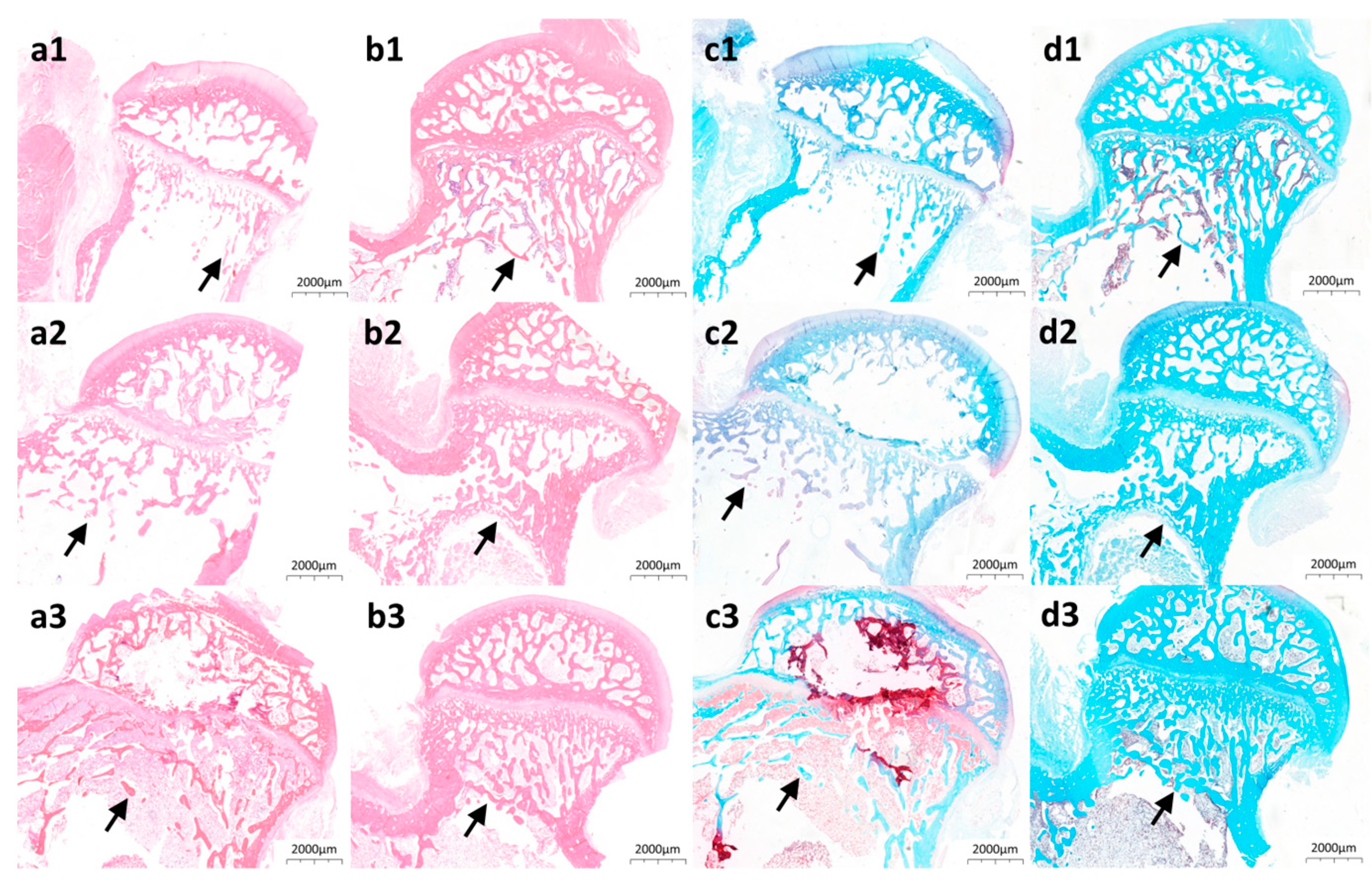 Bioengineering 12 00599 g005