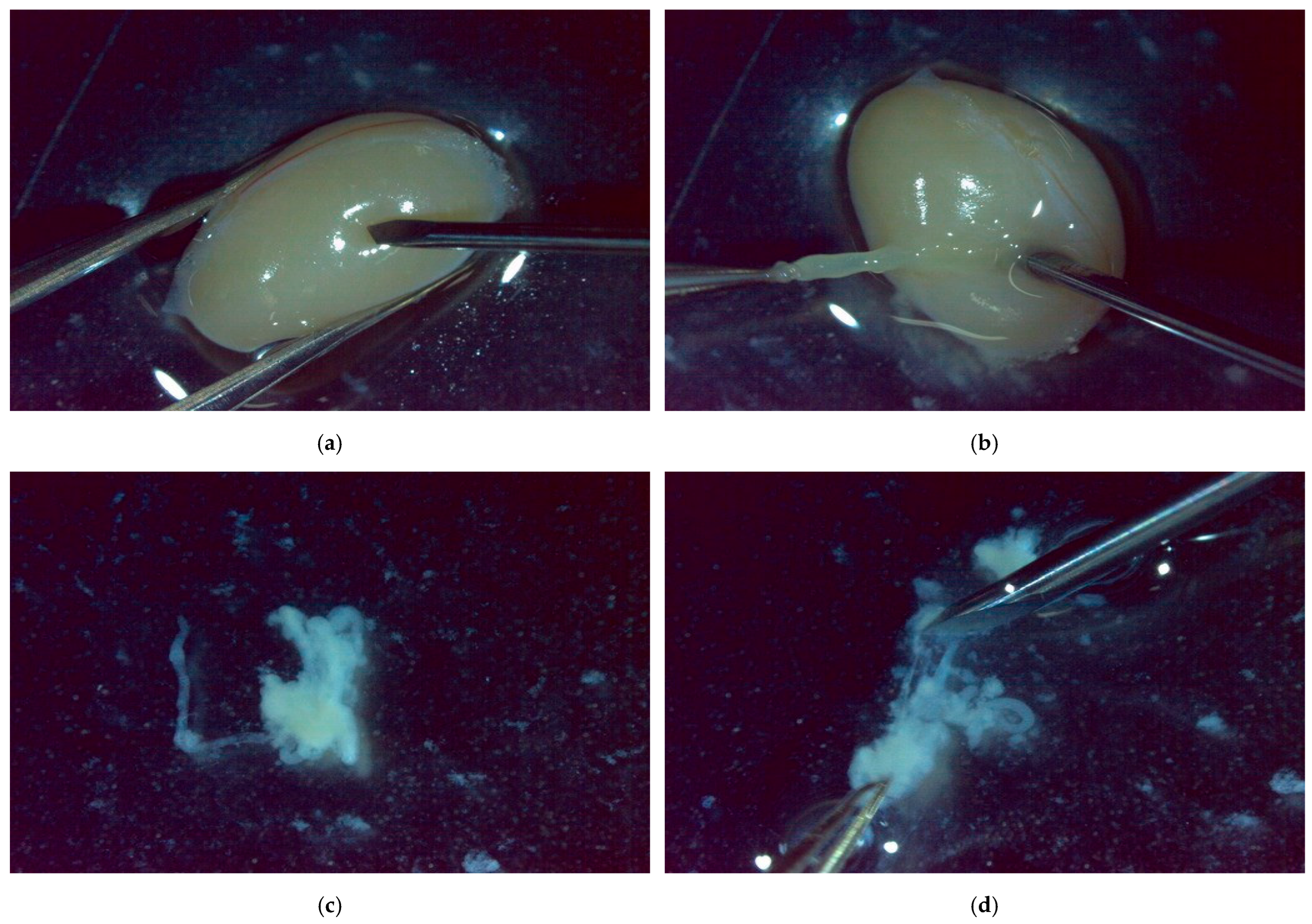 Bioengineering 12 00601 g007