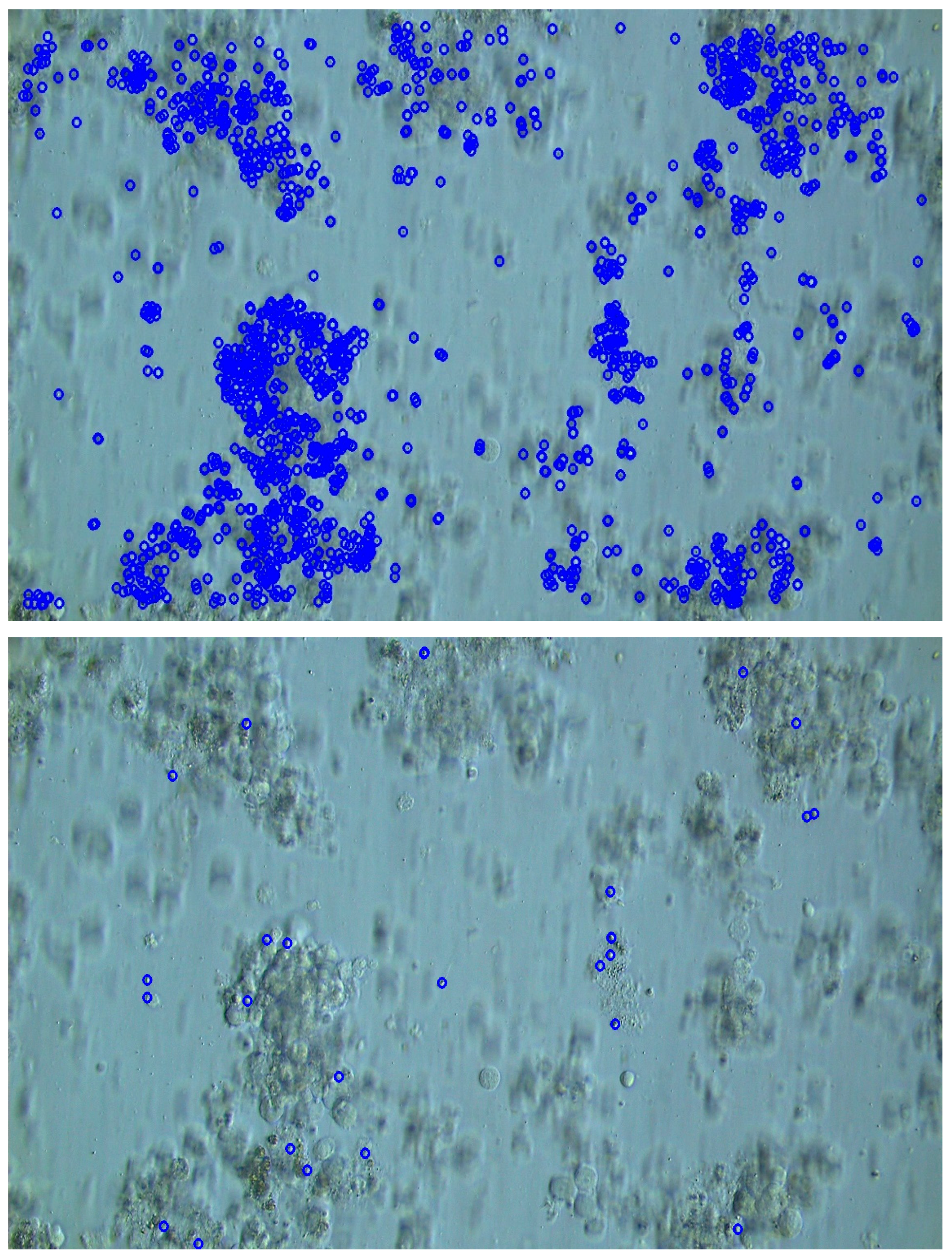 Bioengineering 12 00601 g010