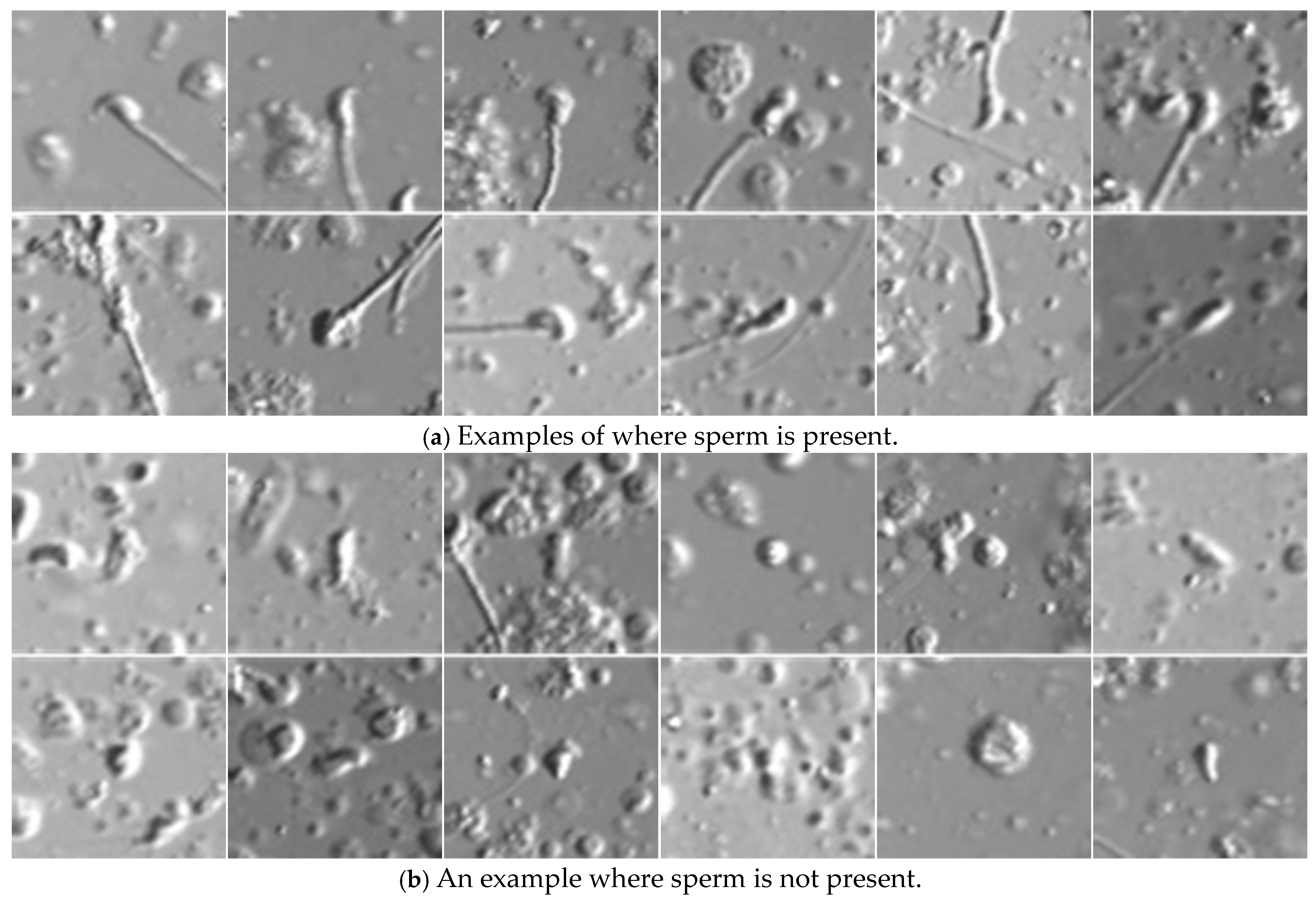 Bioengineering 12 00601 g011