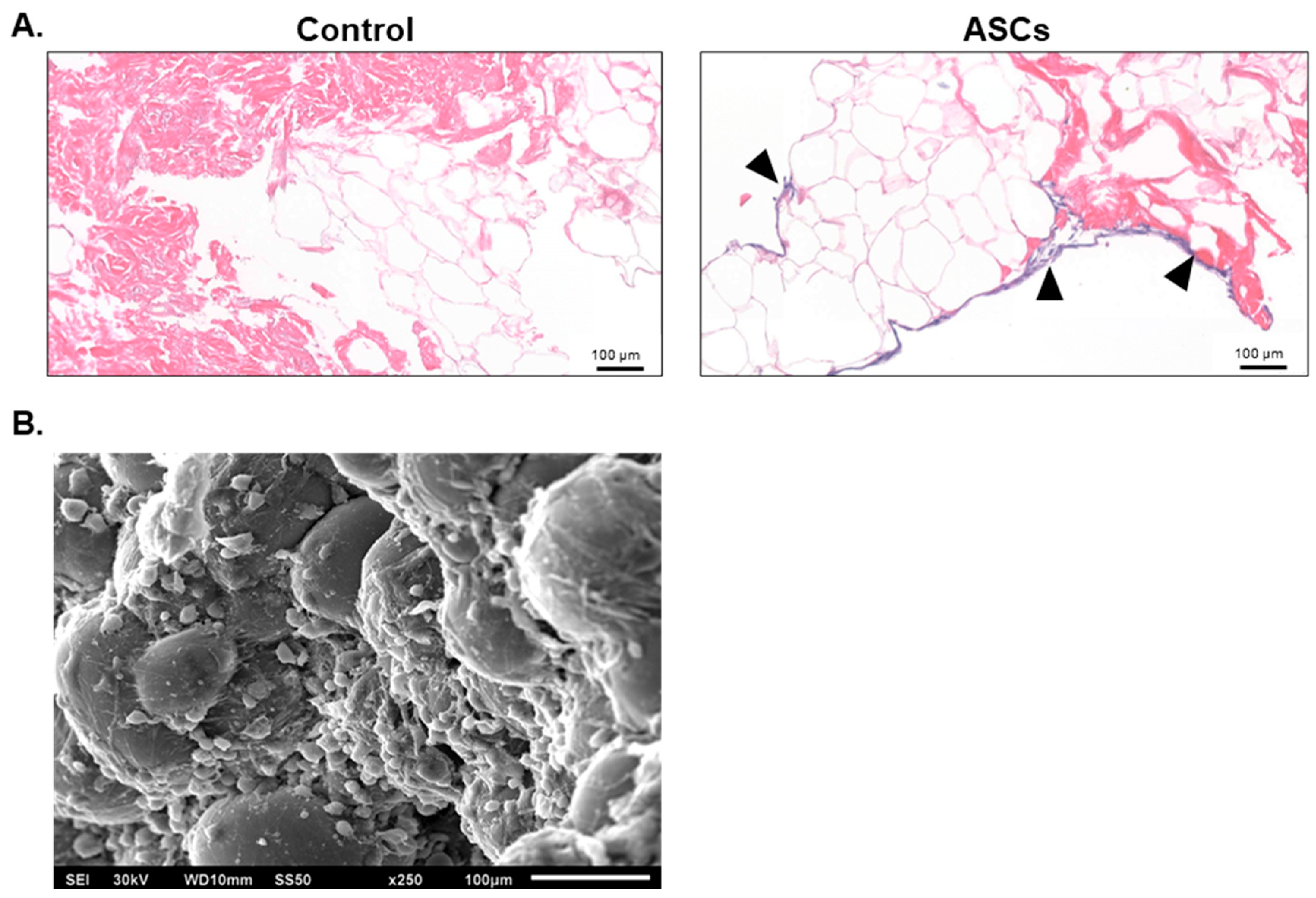Bioengineering 12 00612 g007