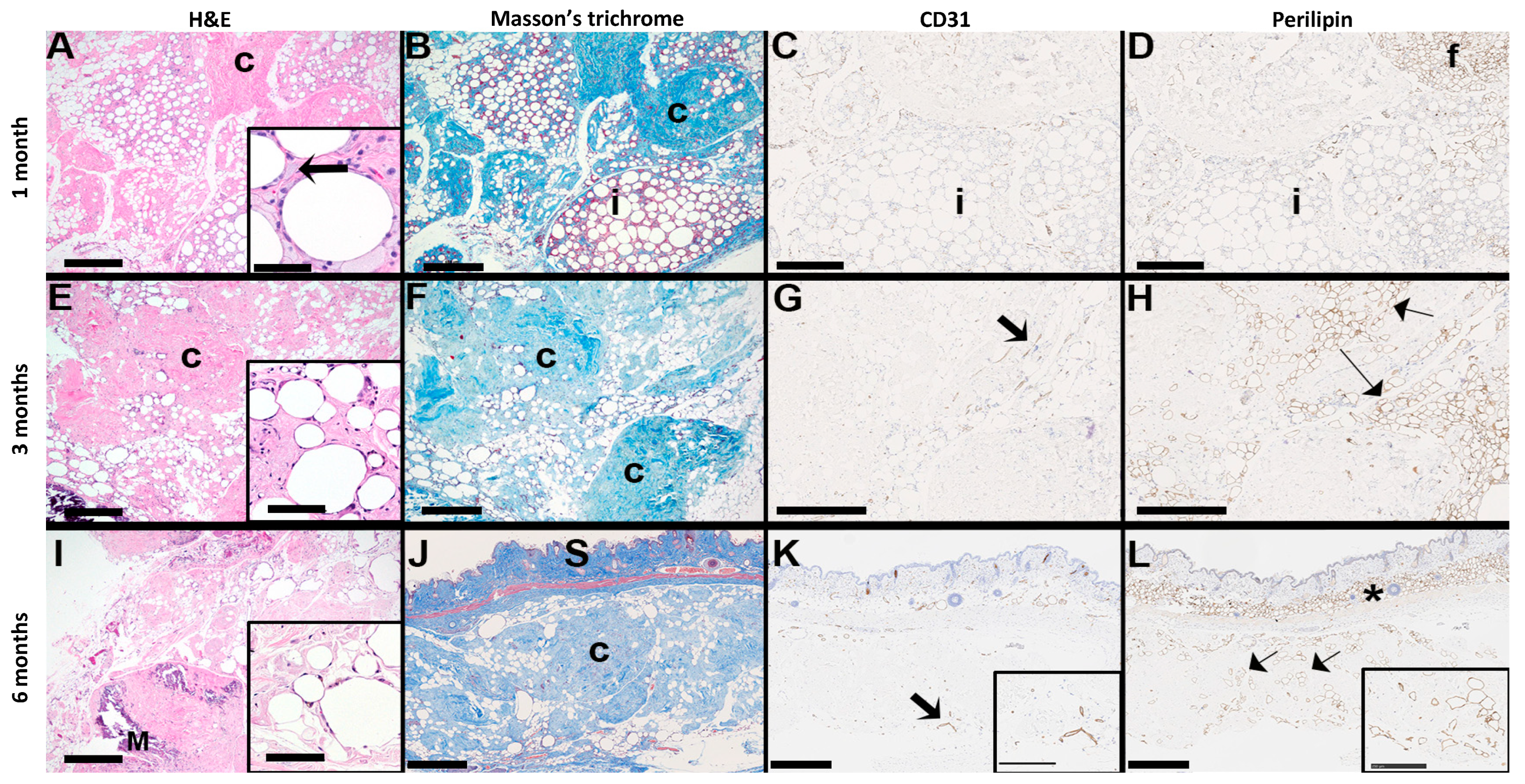 Bioengineering 12 00612 g009