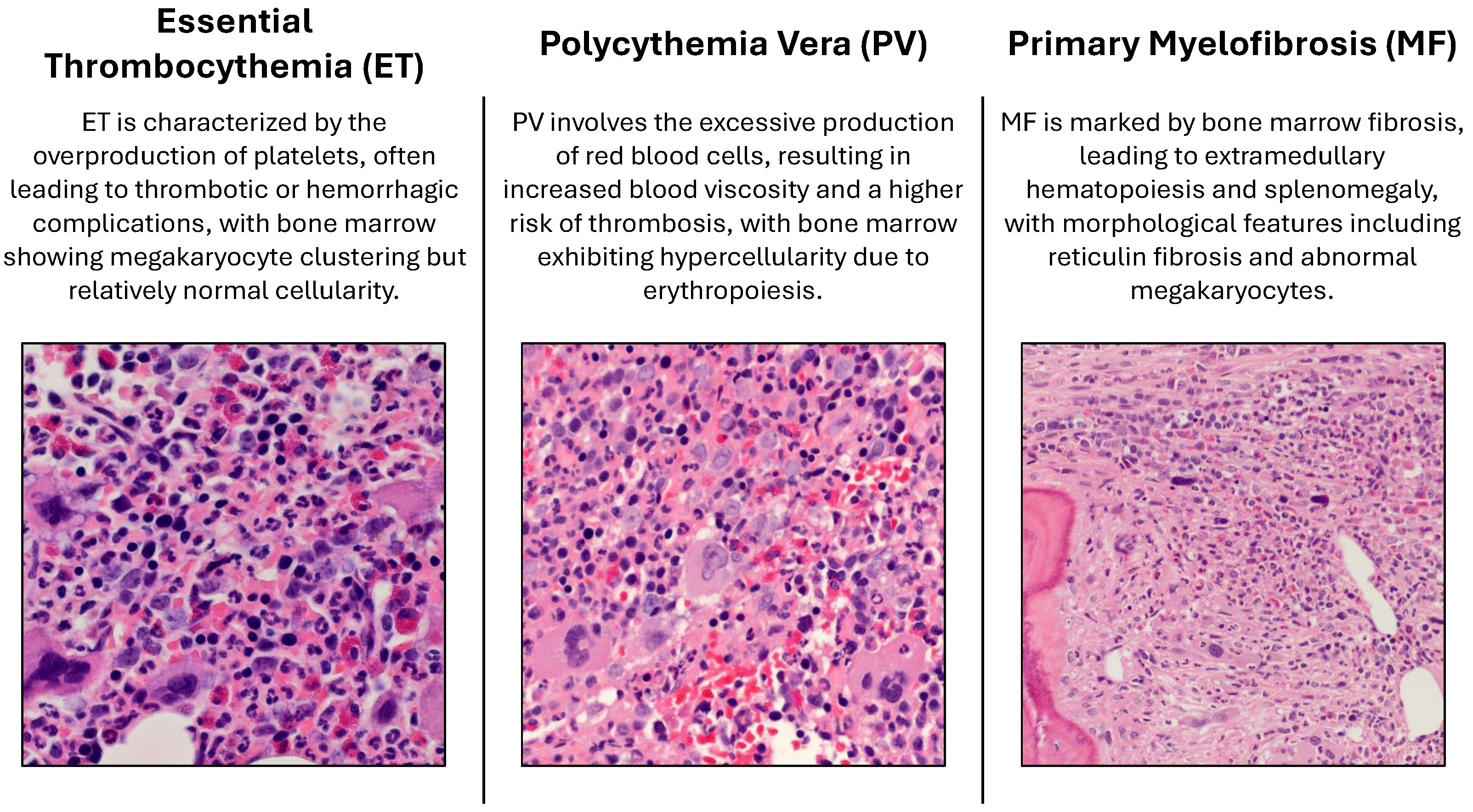 Bioengineering 12 00623 g001