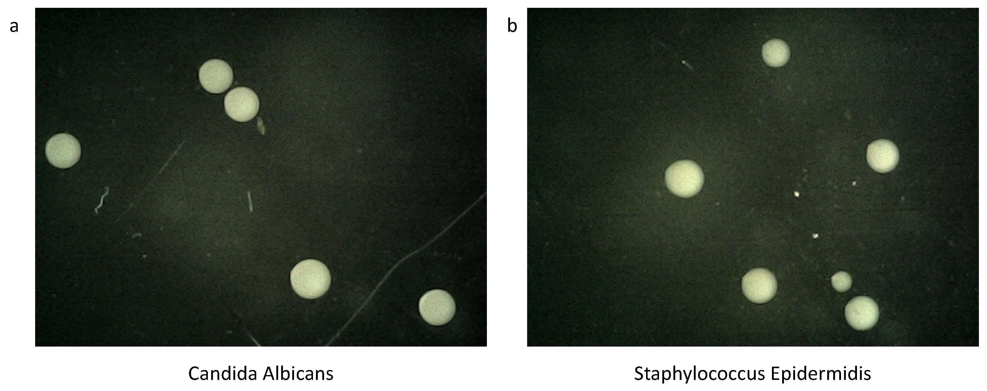 Bioengineering 12 00625 g001
