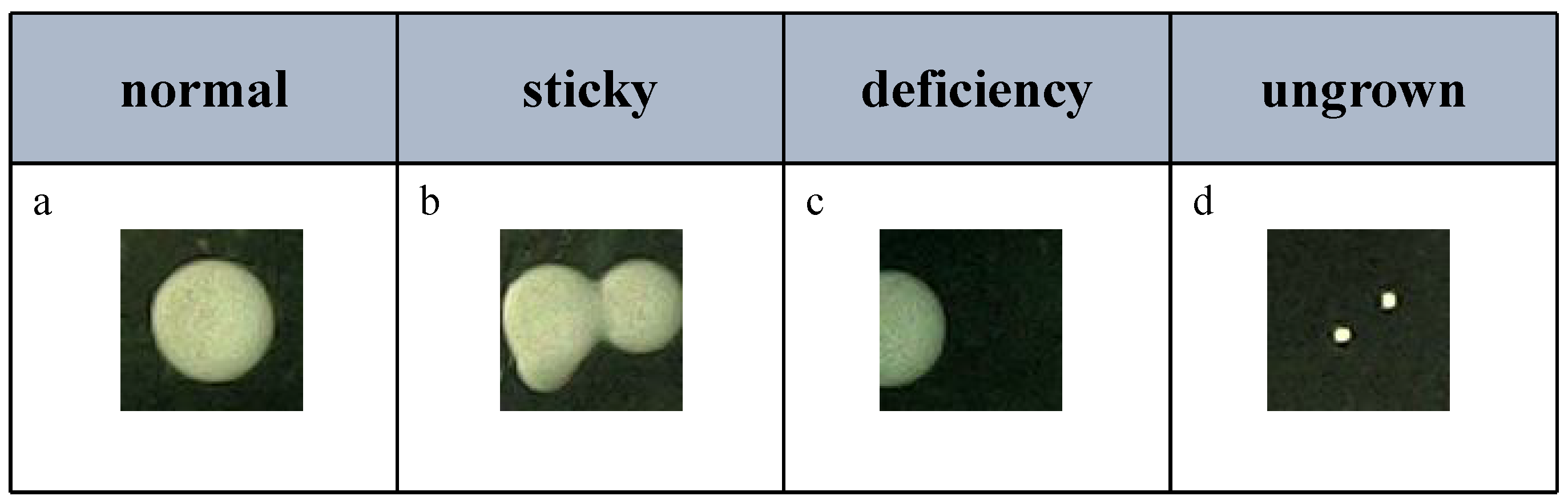 Bioengineering 12 00625 g002