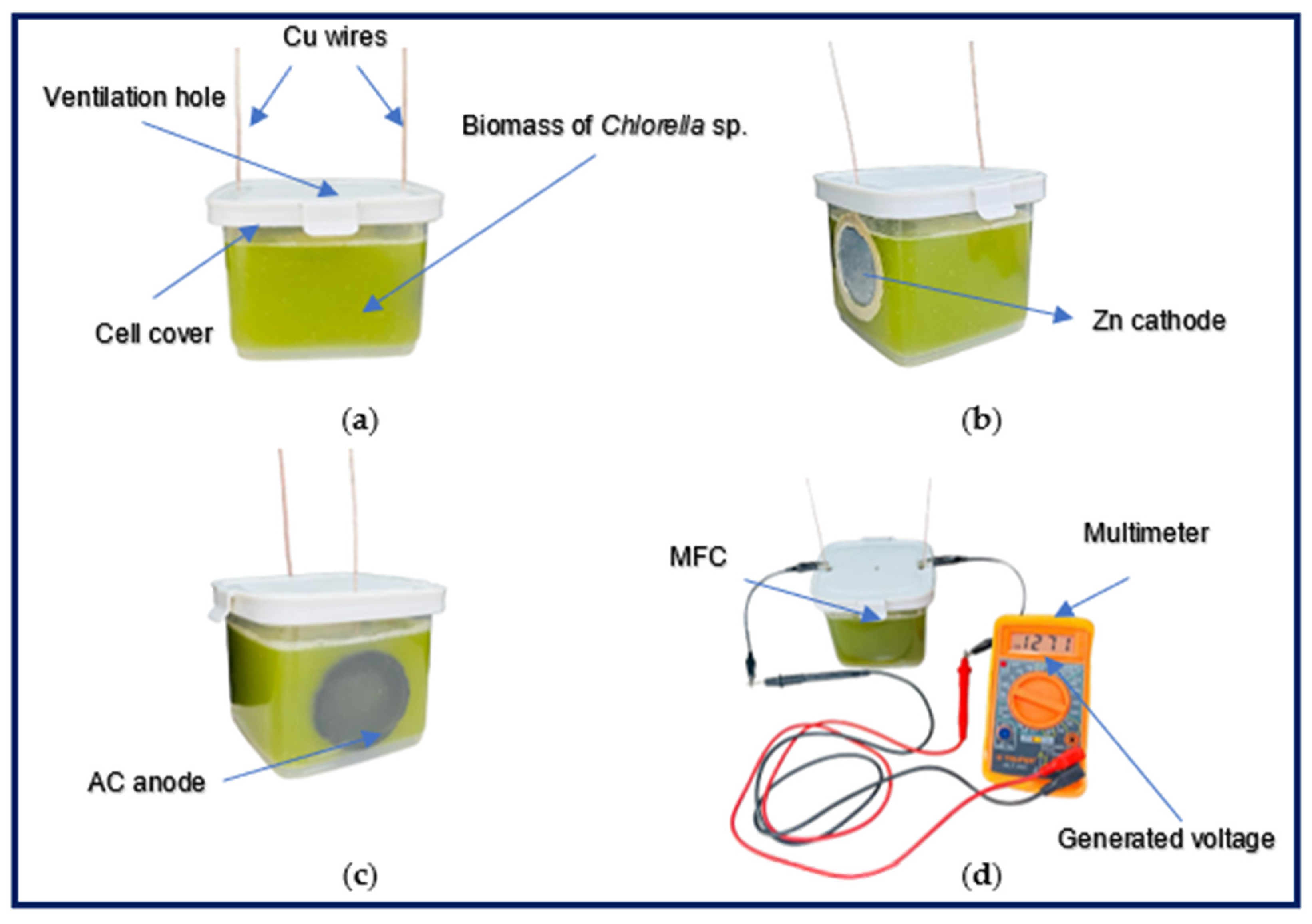 Bioengineering 12 00635 g001