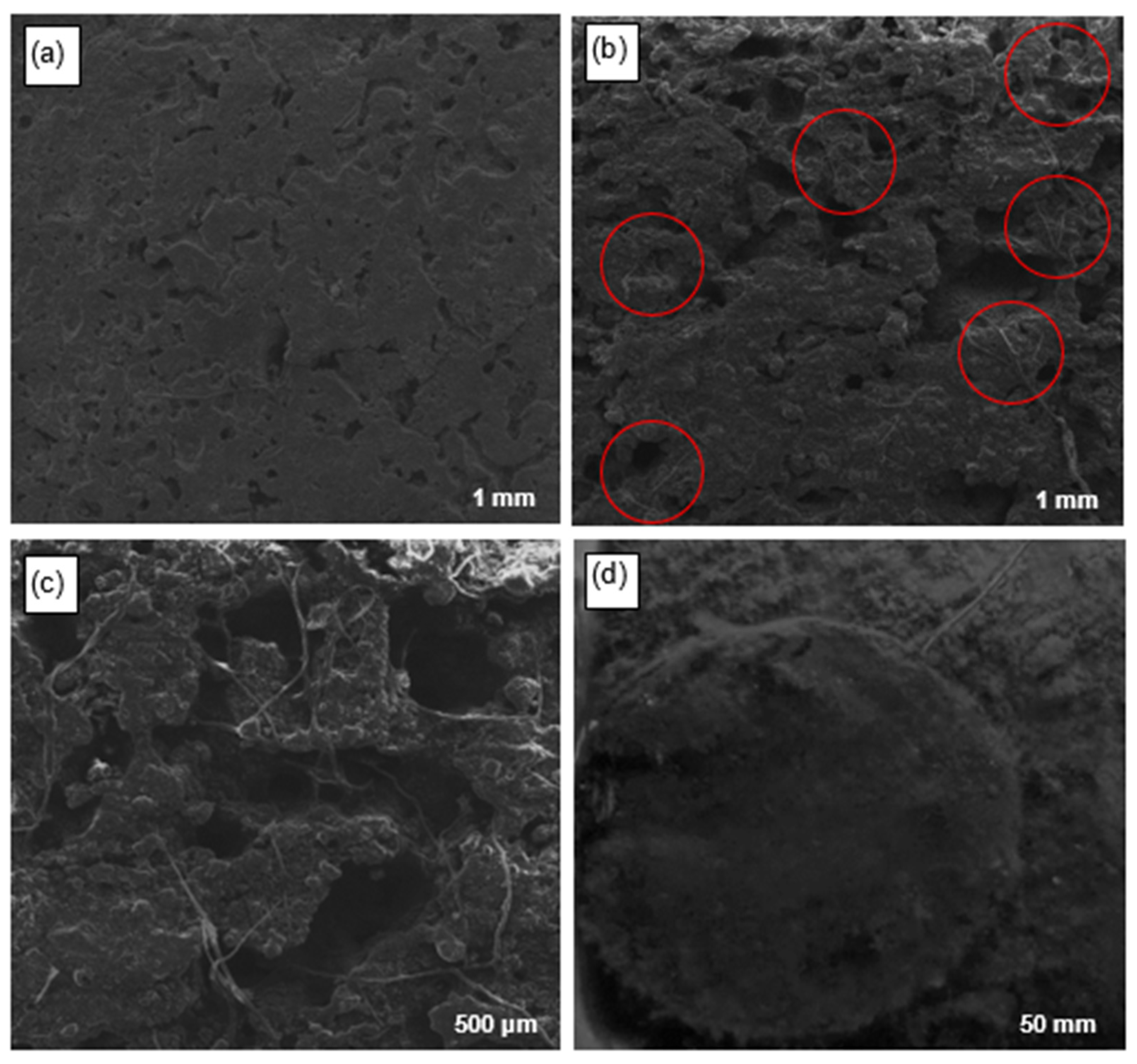 Bioengineering 12 00635 g006