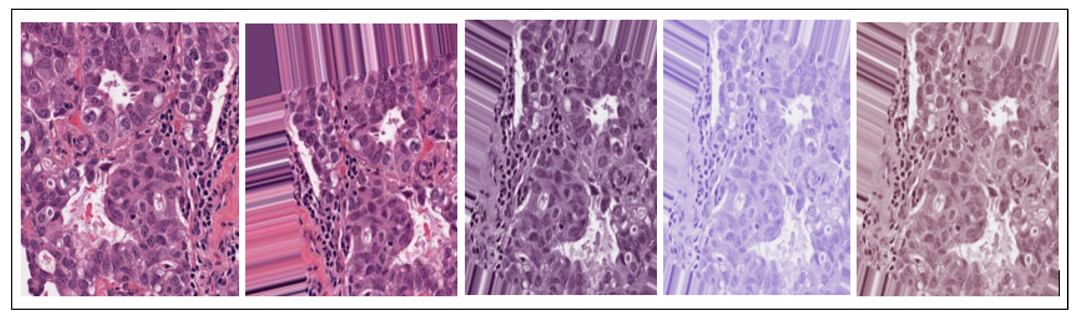 Bioengineering 12 00642 g002