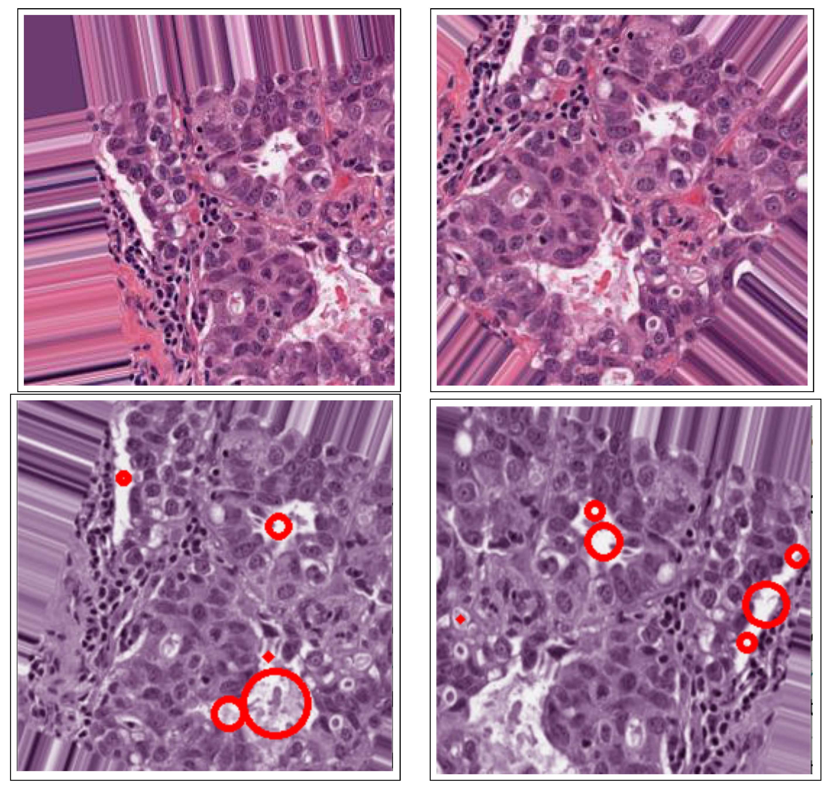 Bioengineering 12 00642 g007