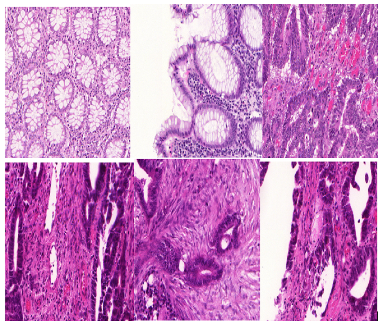 Bioengineering 12 00642 g008