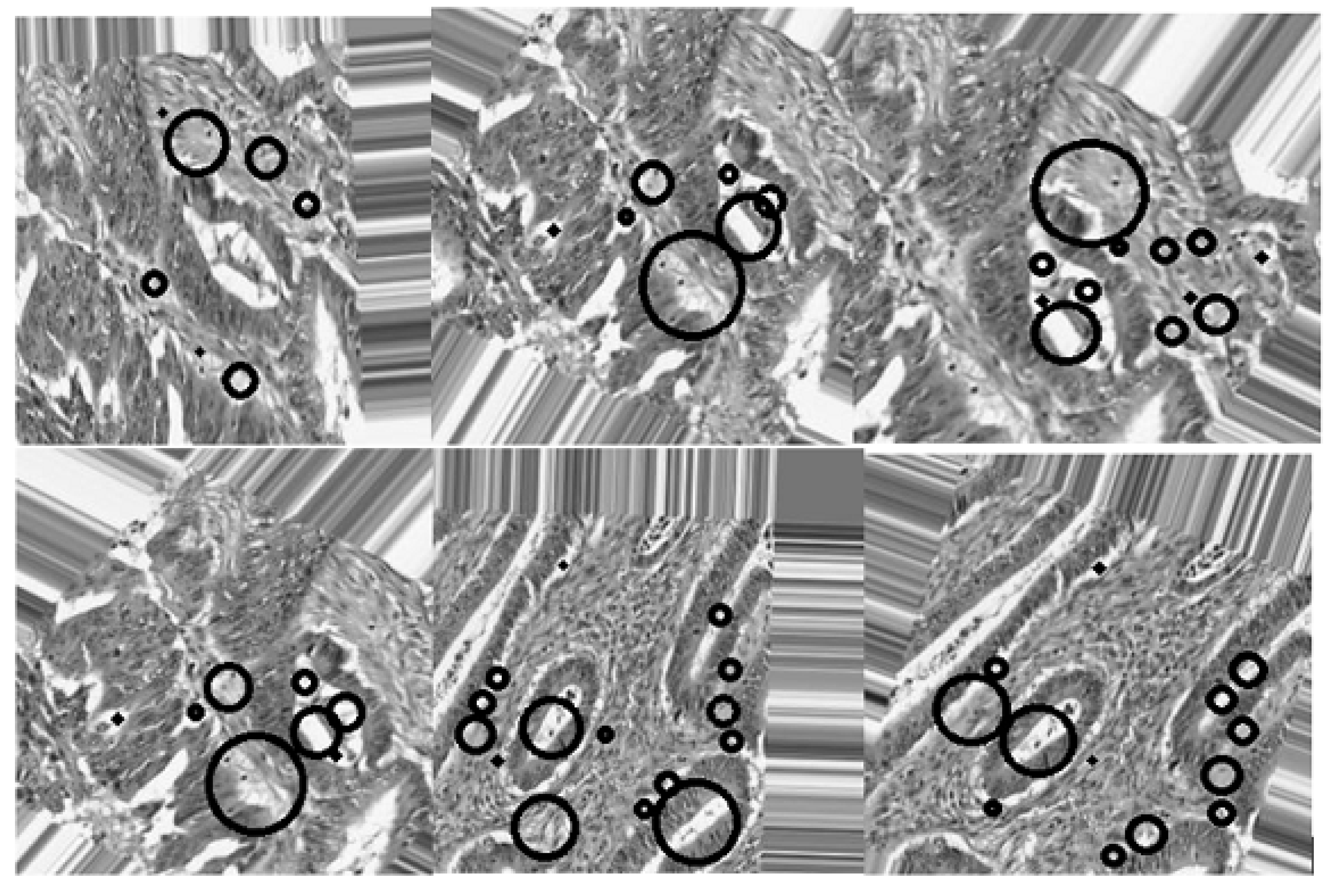 Bioengineering 12 00642 g009