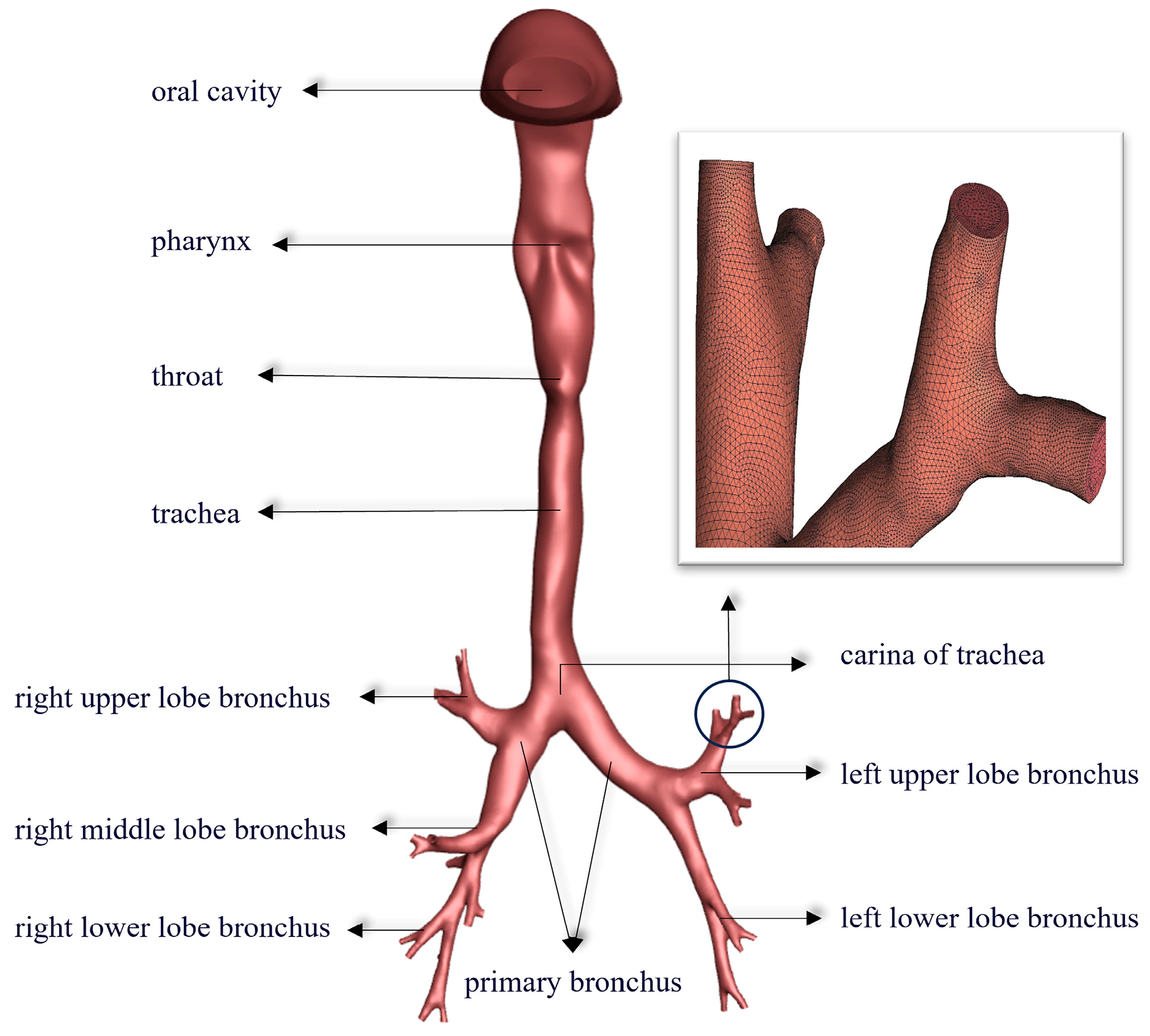 Bioengineering 12 00643 g002