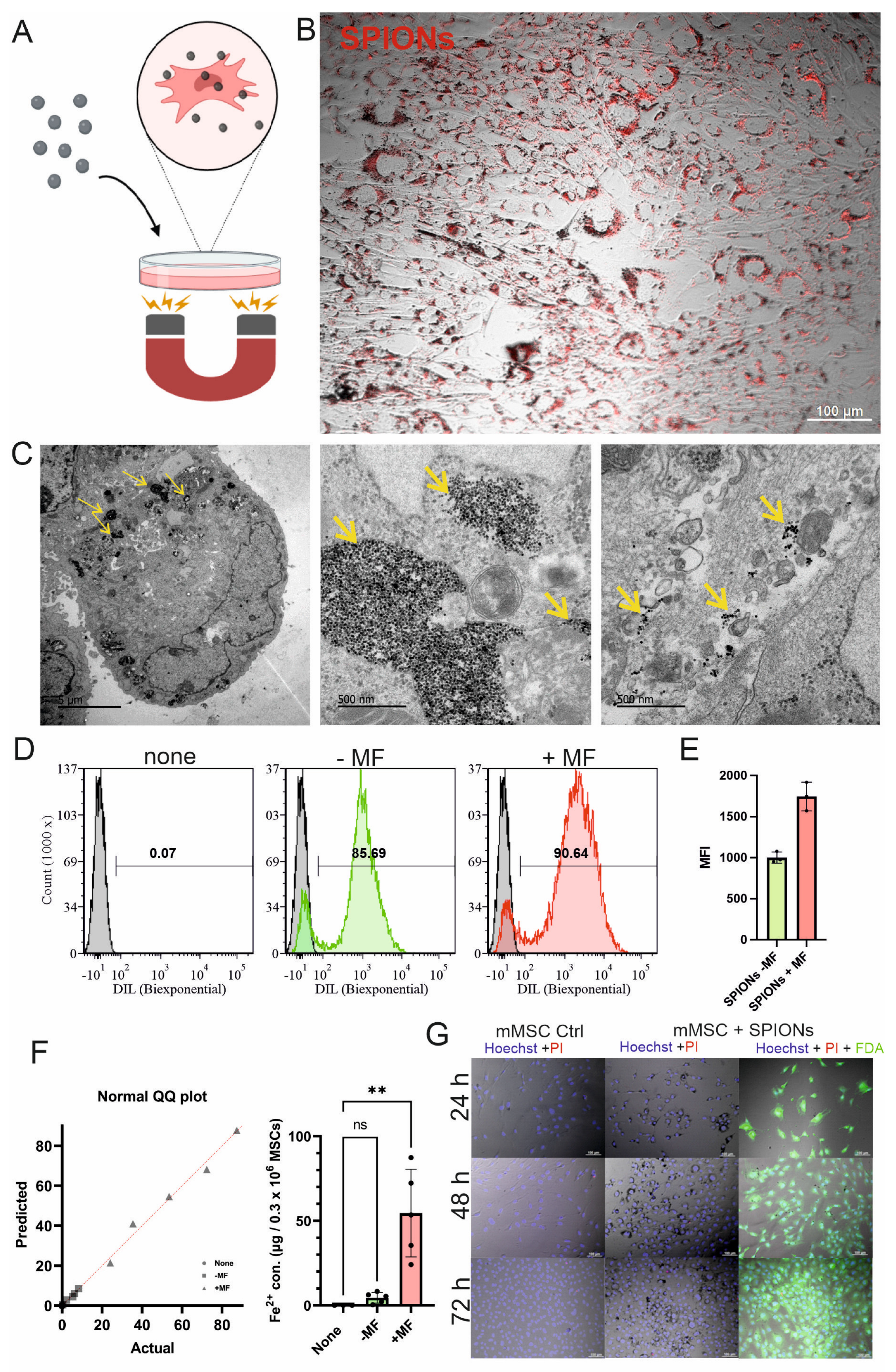 Bioengineering 12 00657 g001