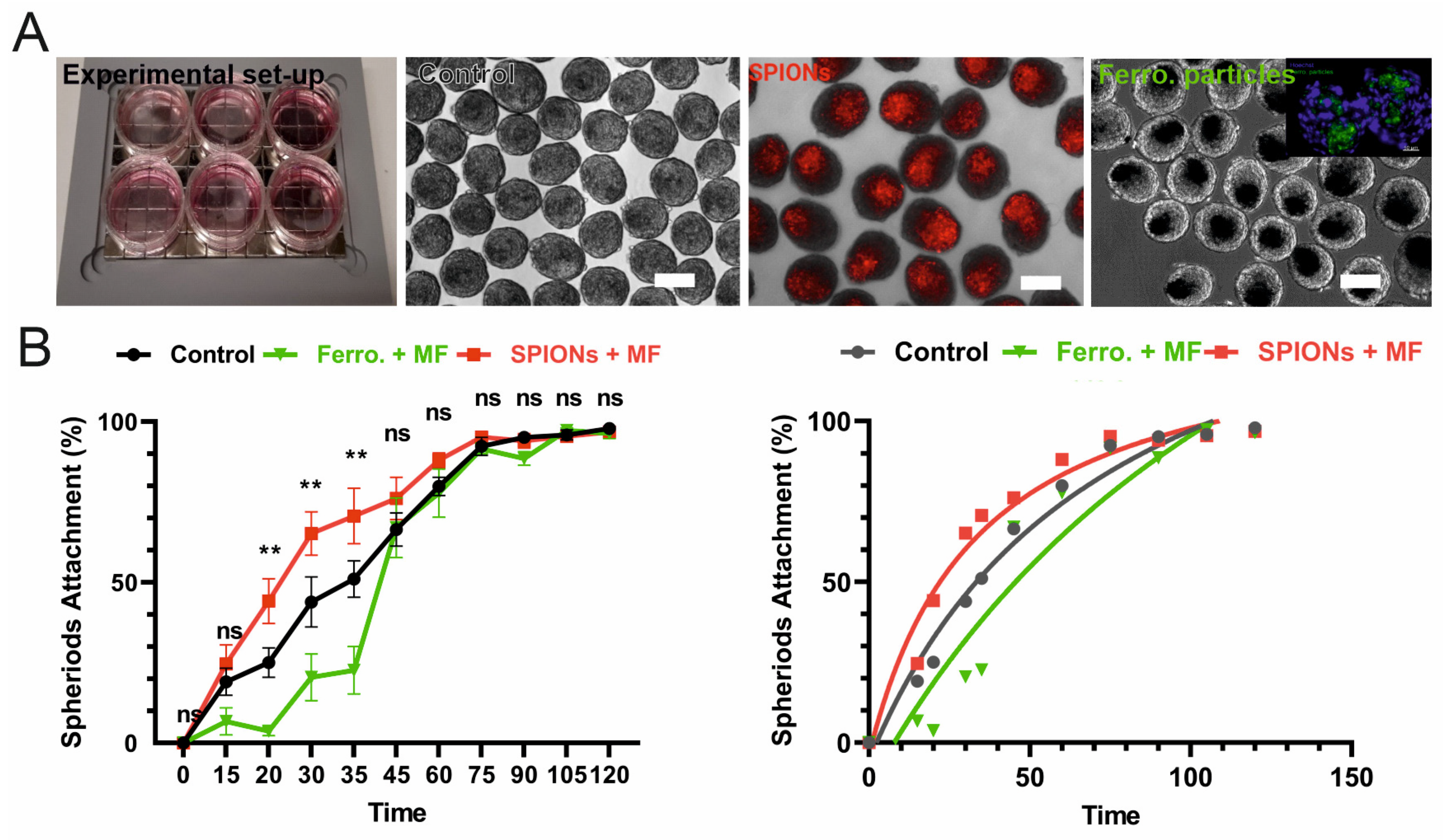 Bioengineering 12 00657 g003
