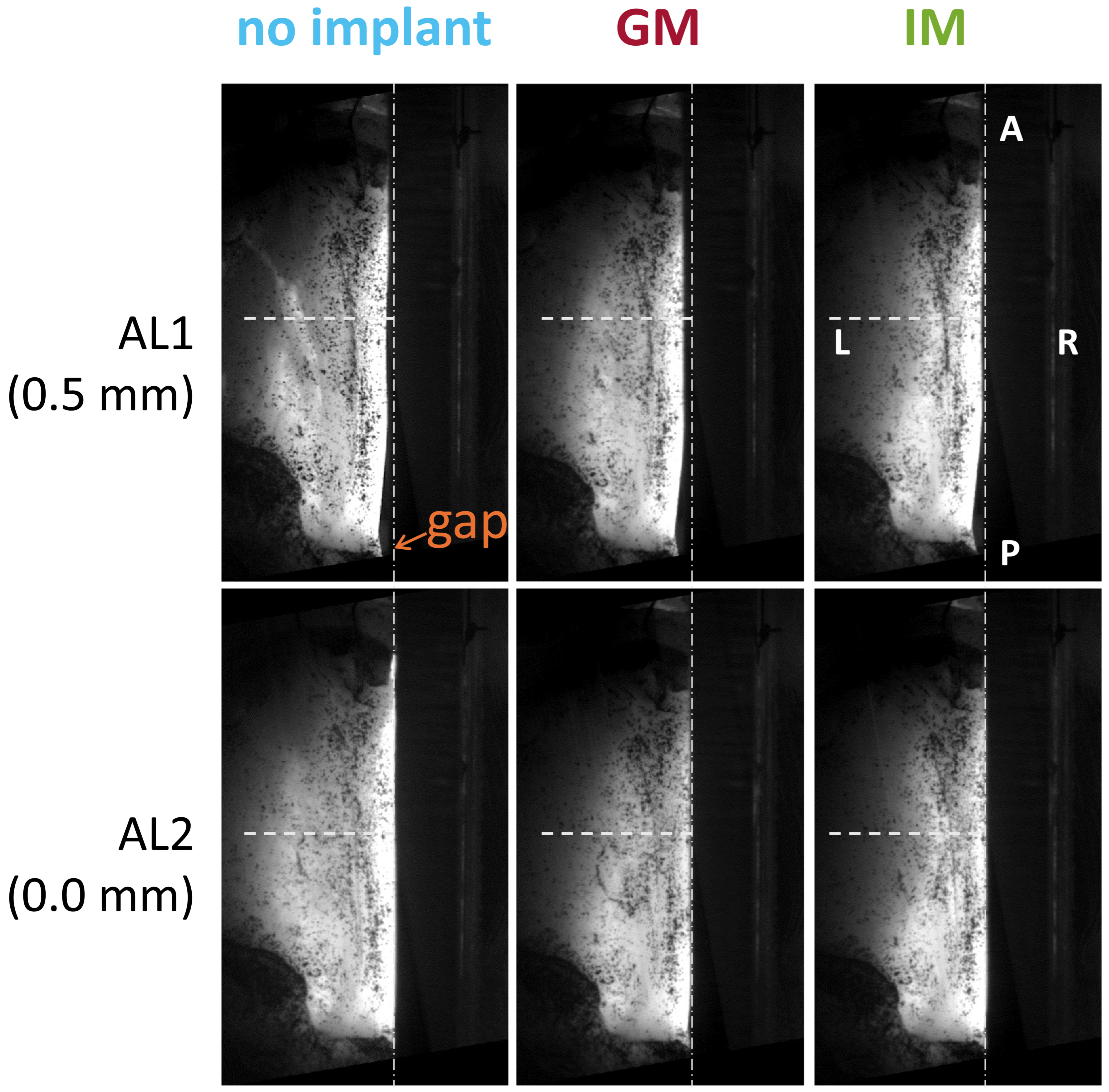 Bioengineering 12 00667 g002