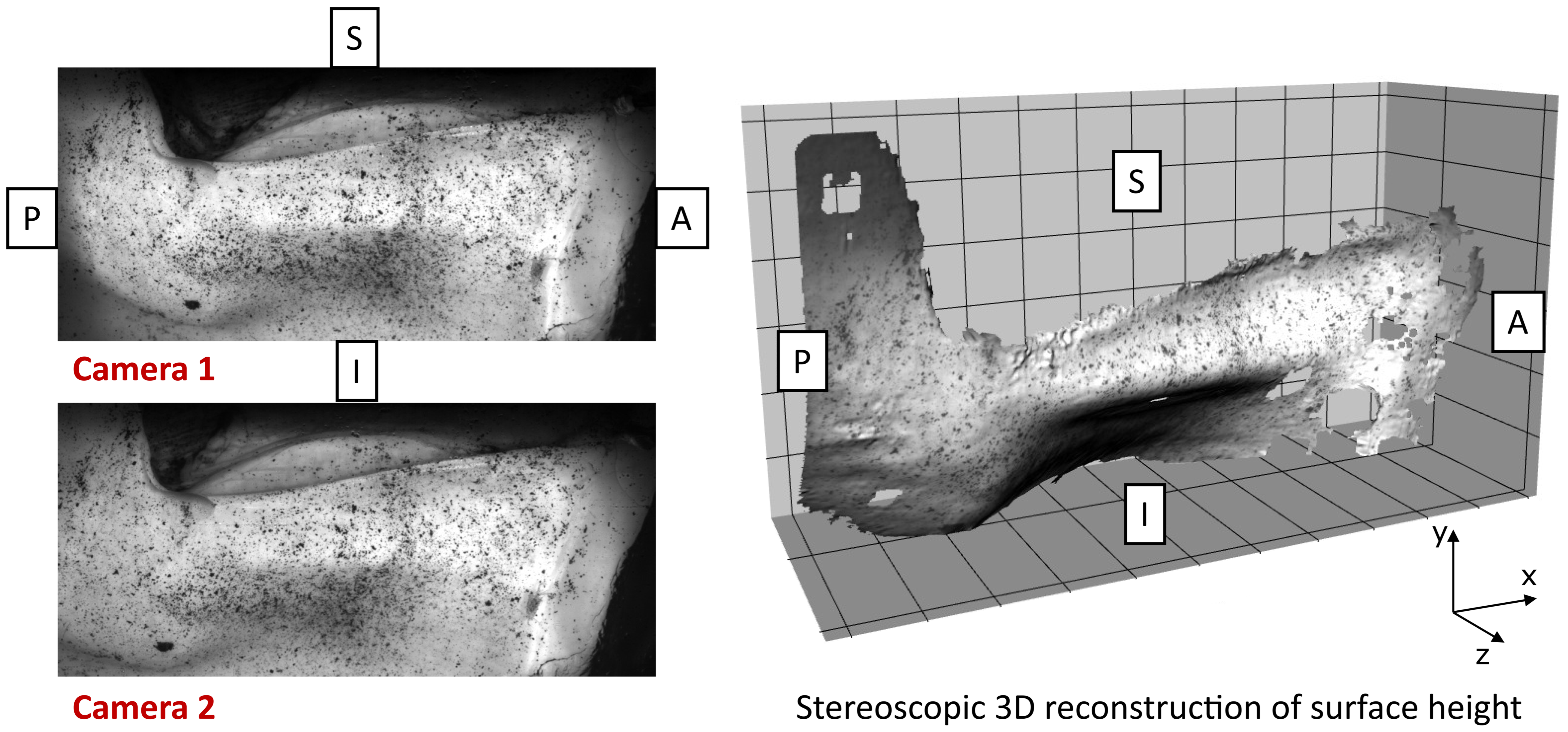 Bioengineering 12 00667 g004