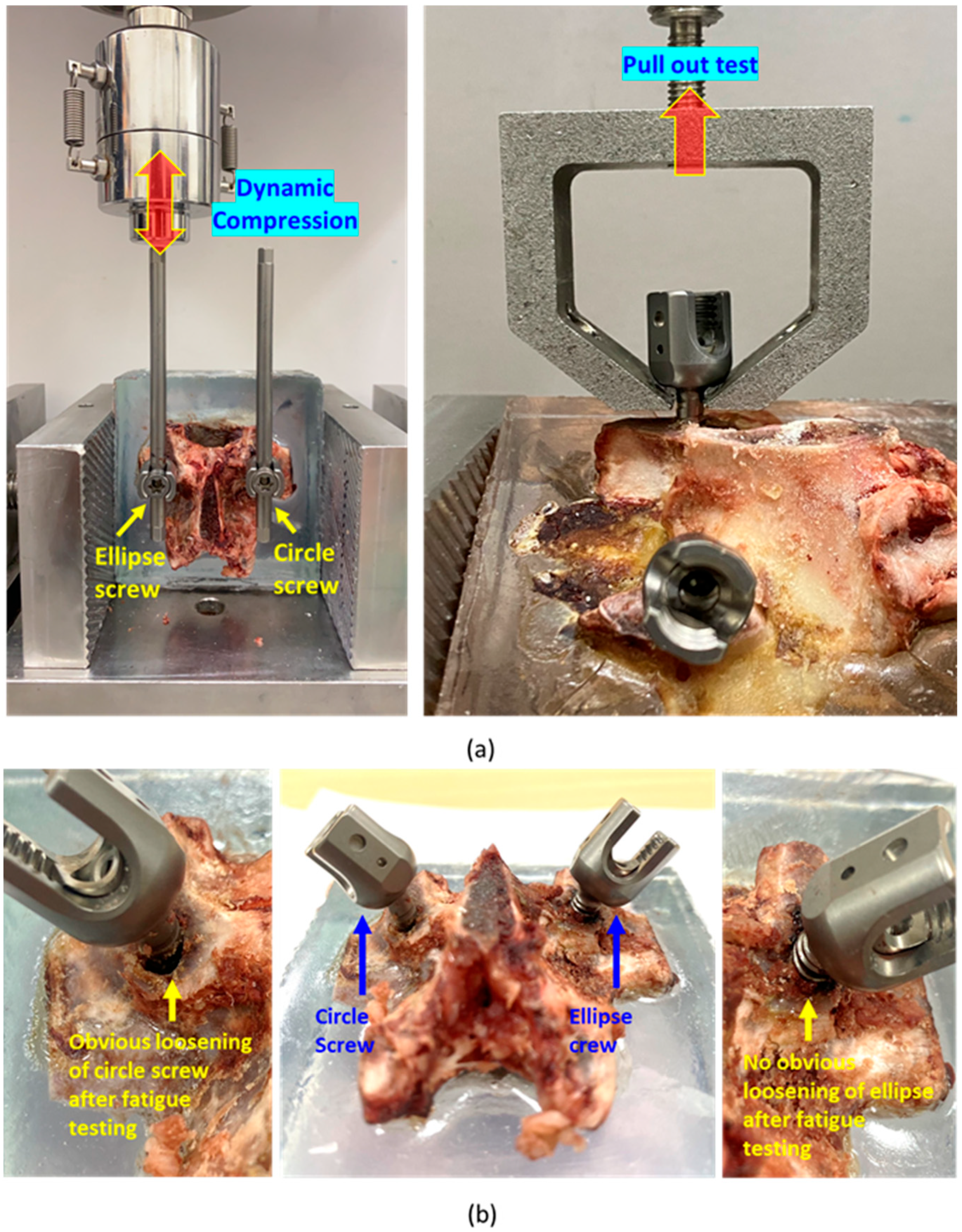 Bioengineering 12 00668 g007