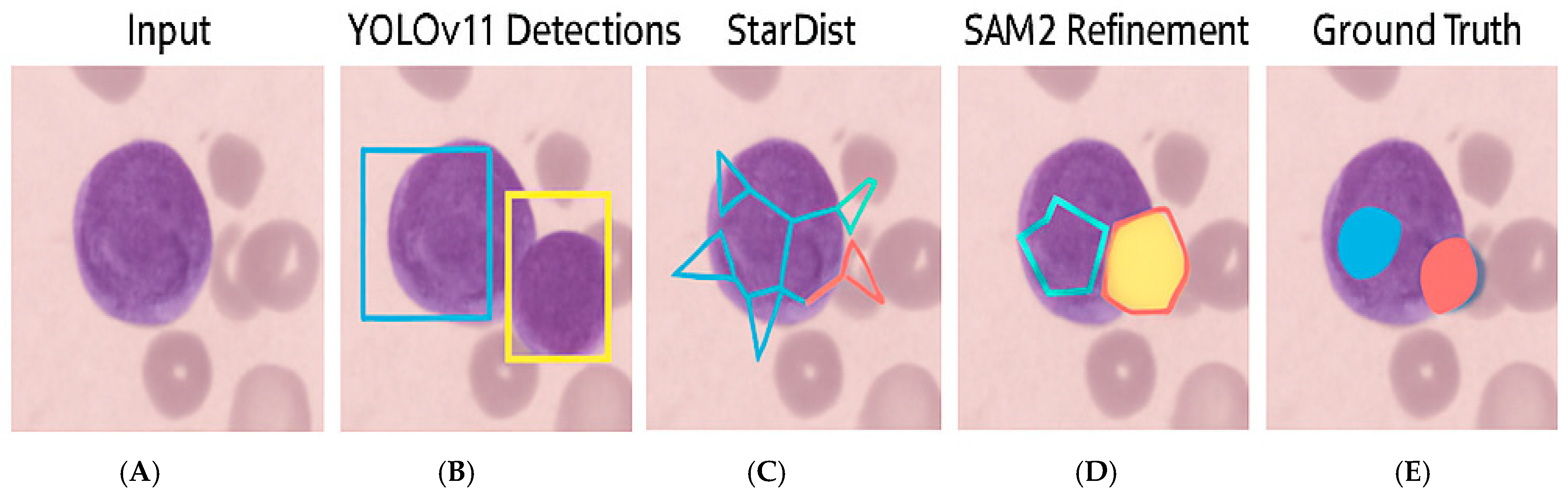 Bioengineering 12 00674 g002