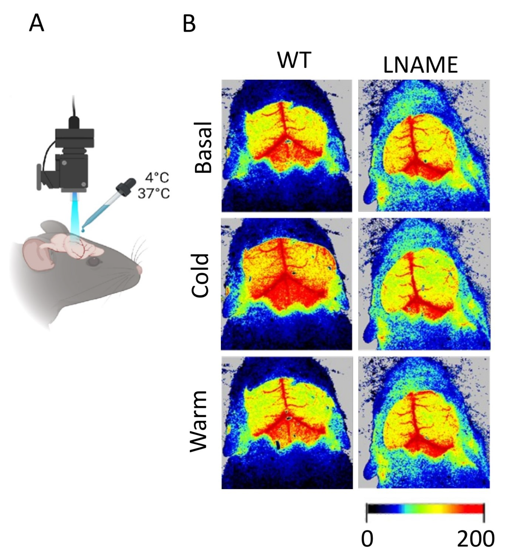 Bioengineering 12 00675 g0a1
