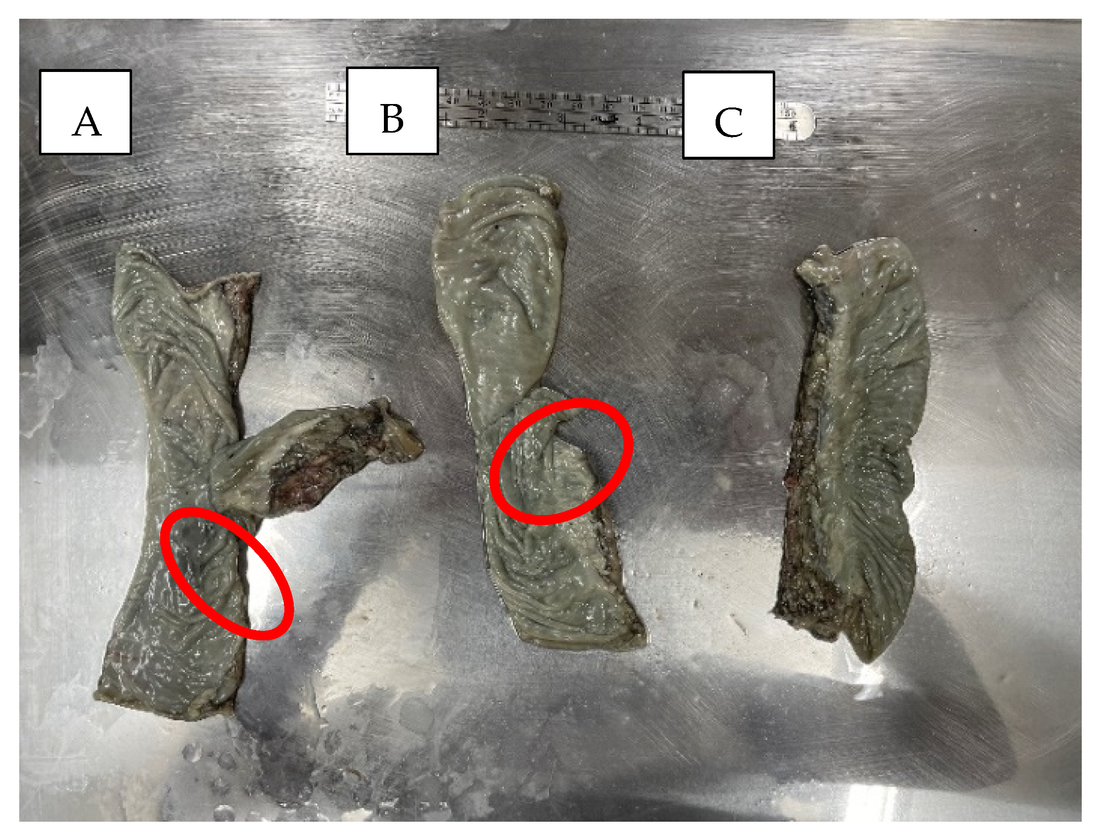 Bioengineering 12 00676 g003