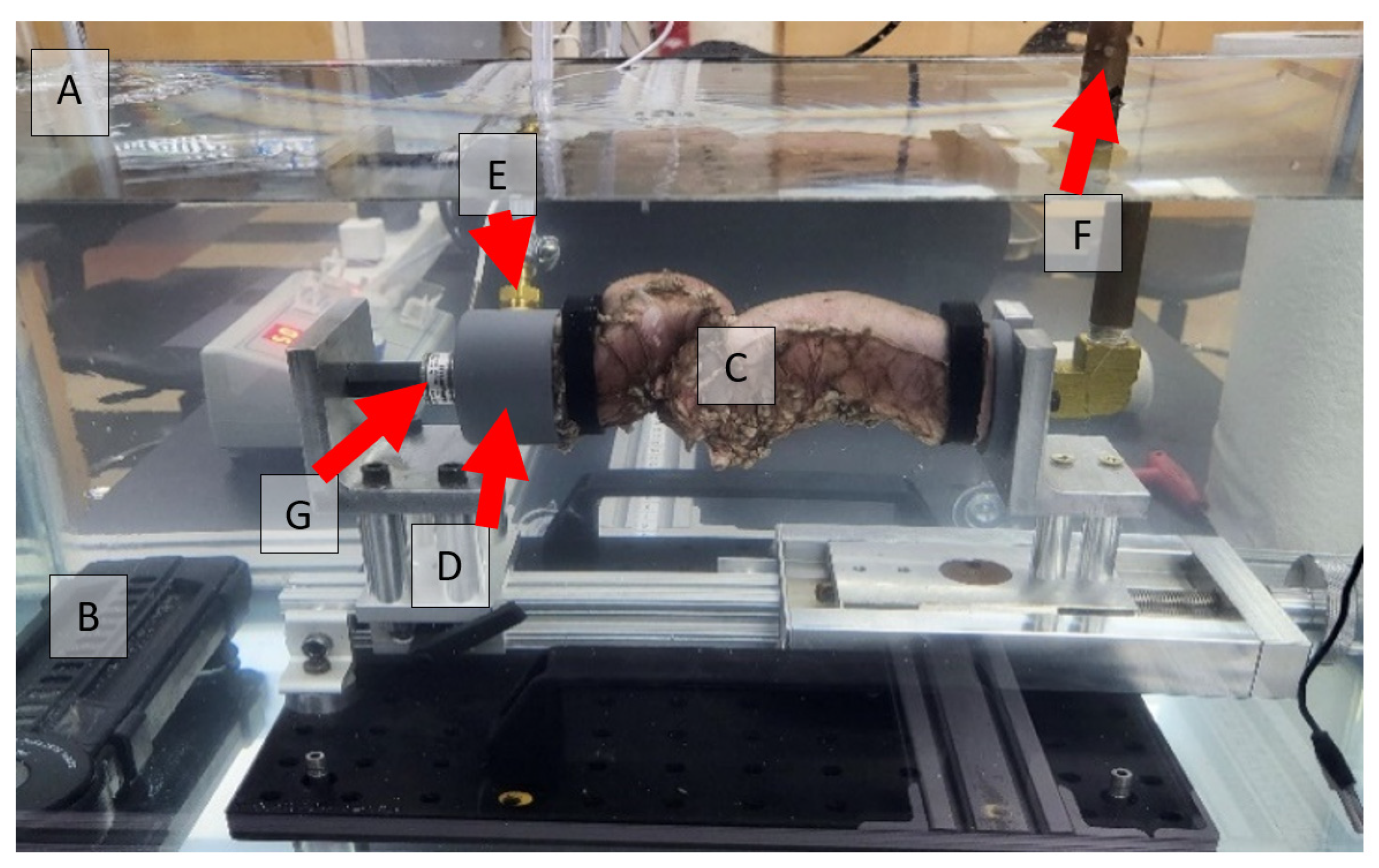 Bioengineering 12 00676 g004