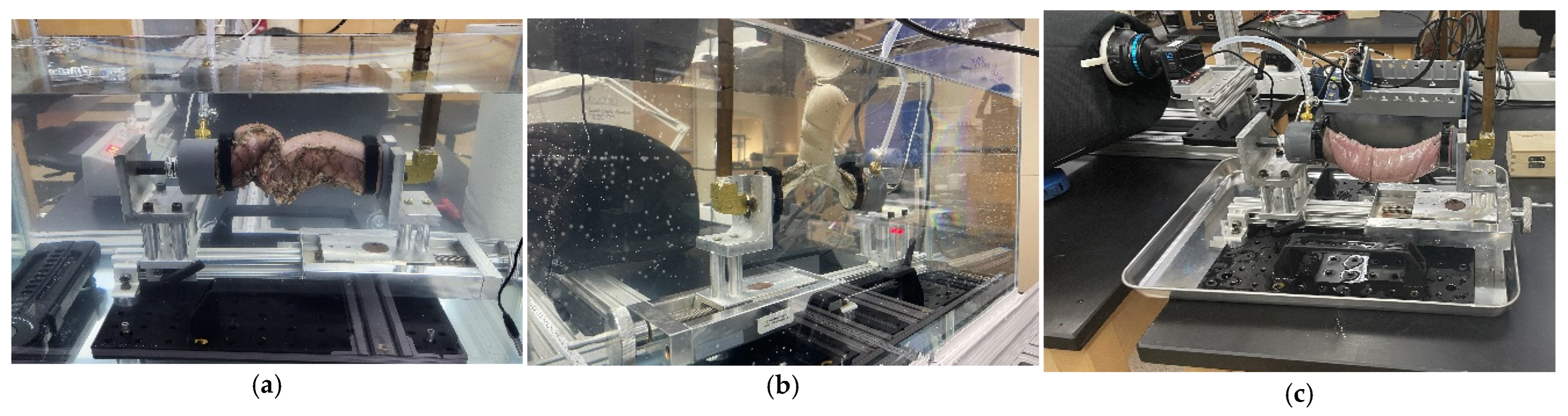Bioengineering 12 00676 g005