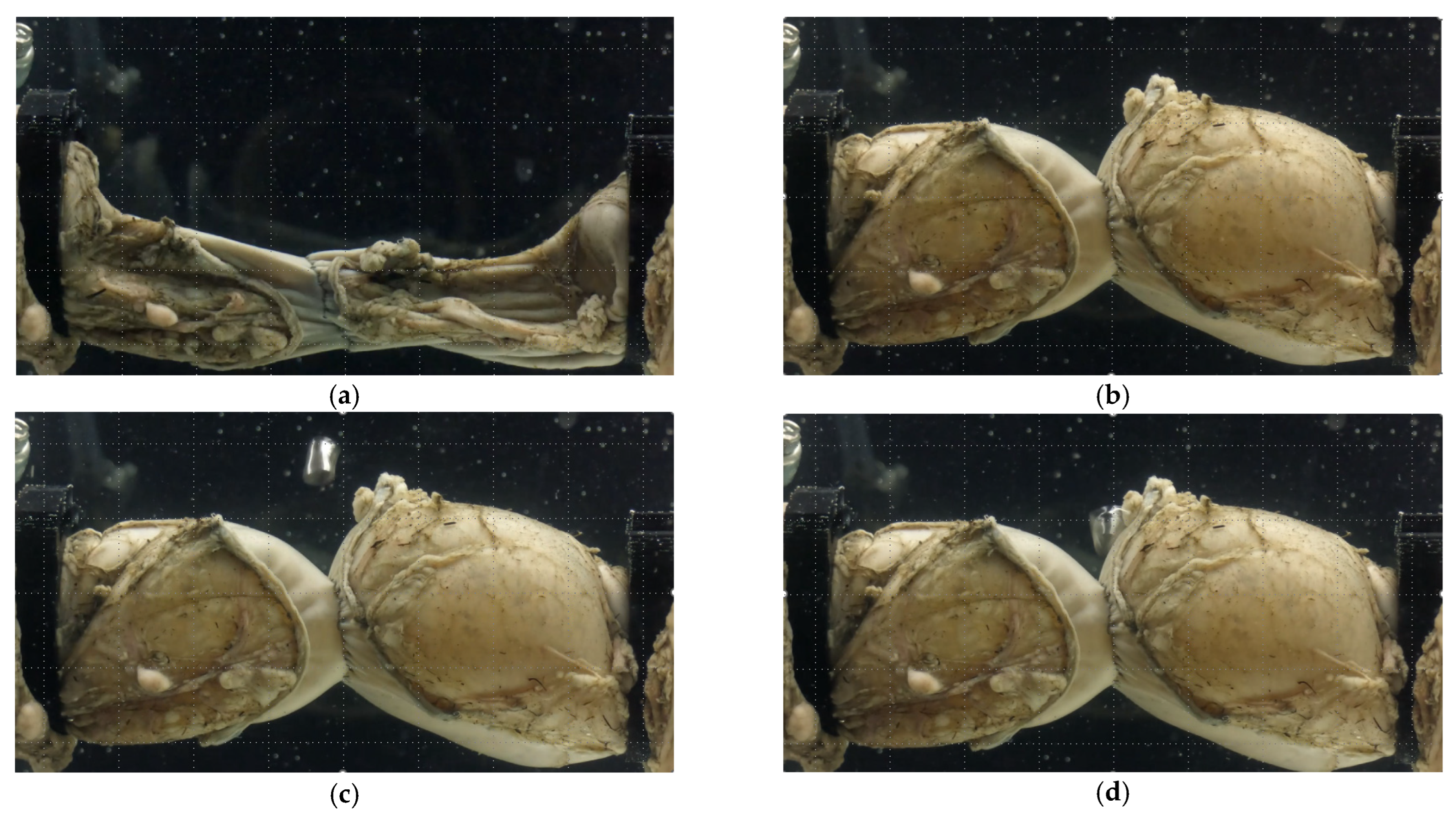 Bioengineering 12 00676 g007