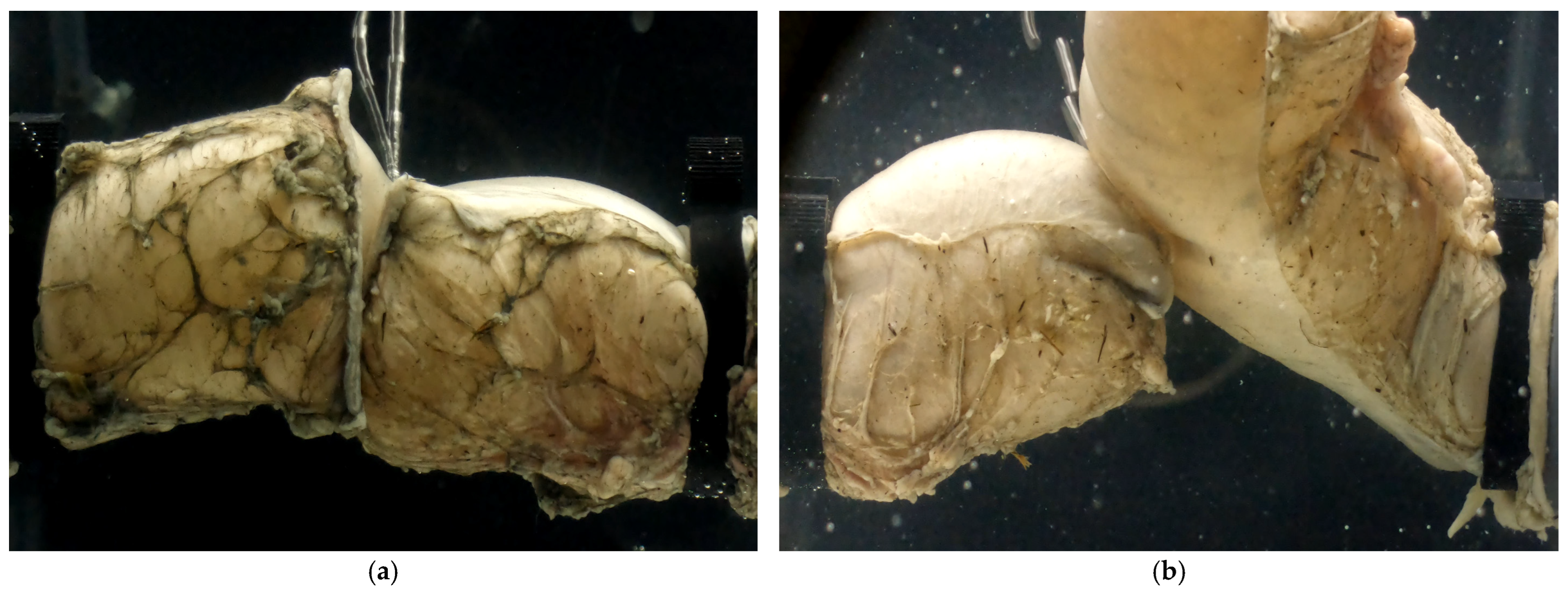 Bioengineering 12 00676 g014