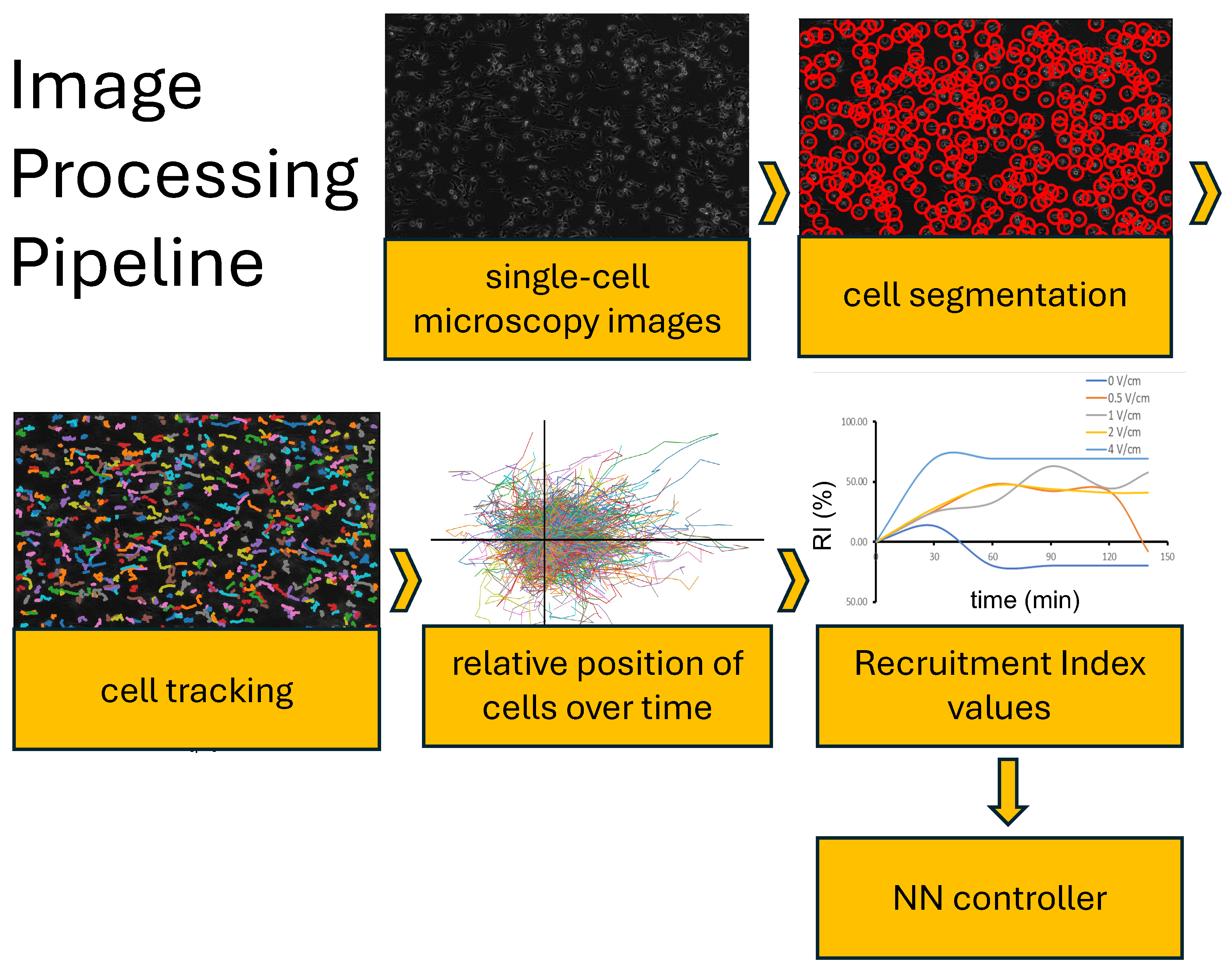 Bioengineering 12 00678 g002