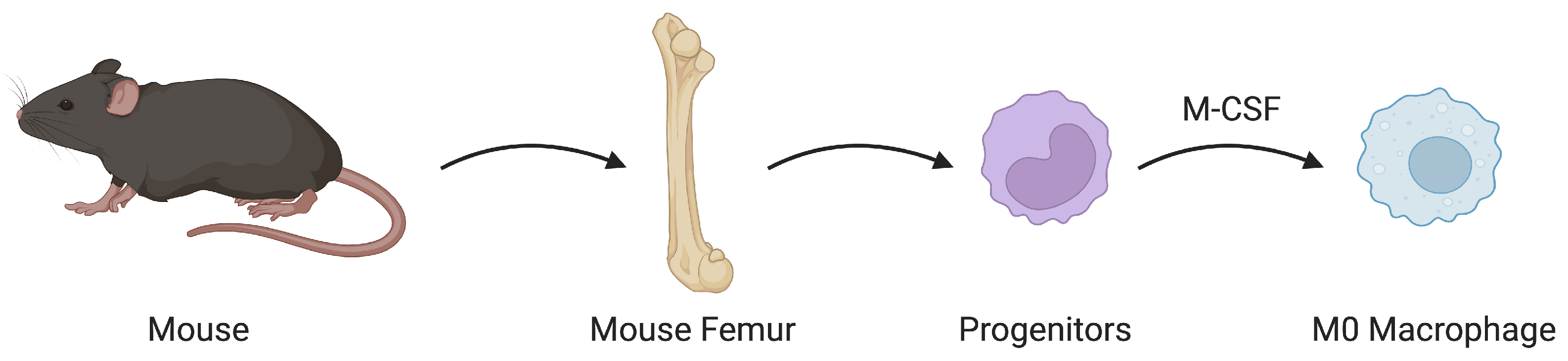 Bioengineering 12 00678 g003