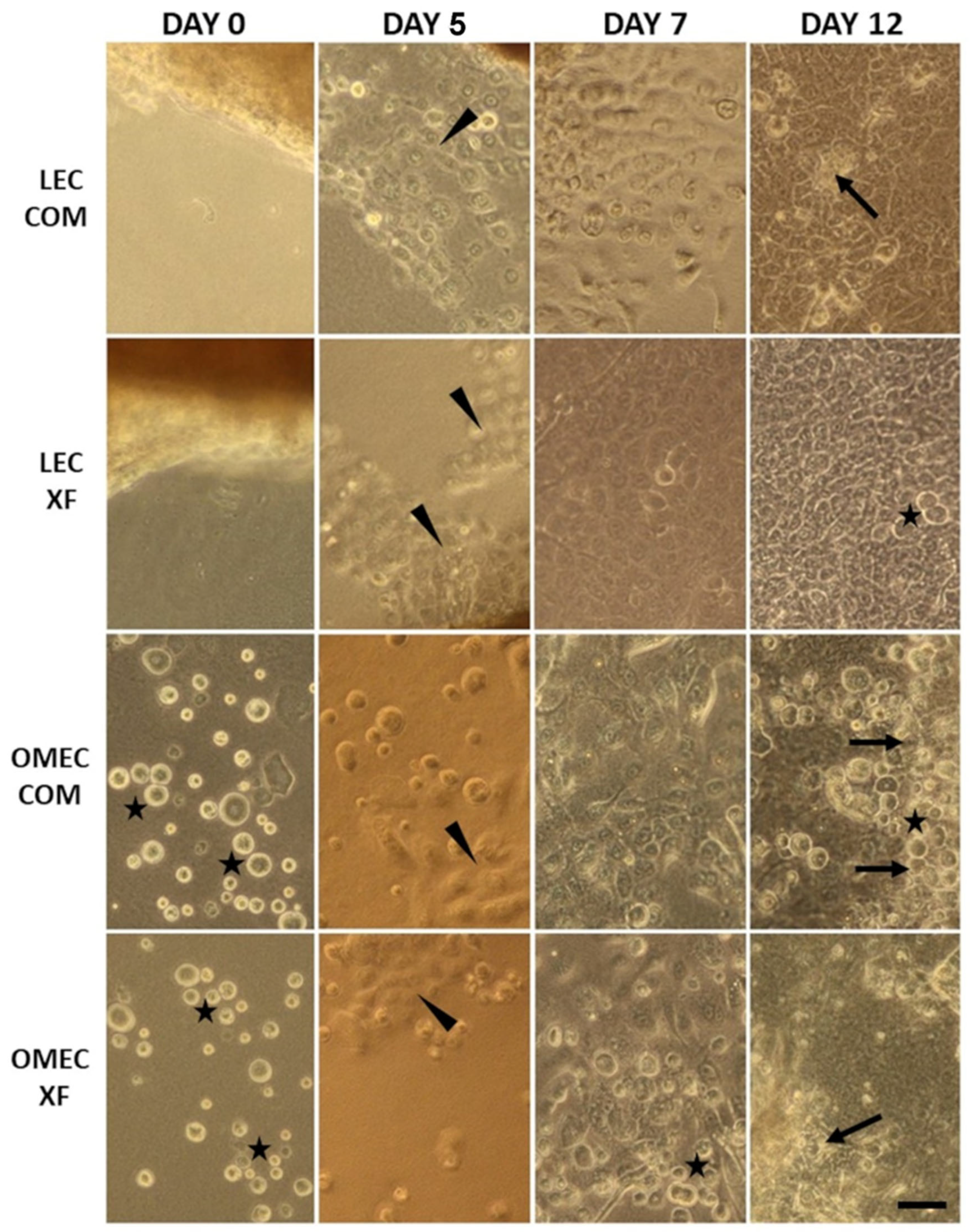 Bioengineering 12 00688 g001