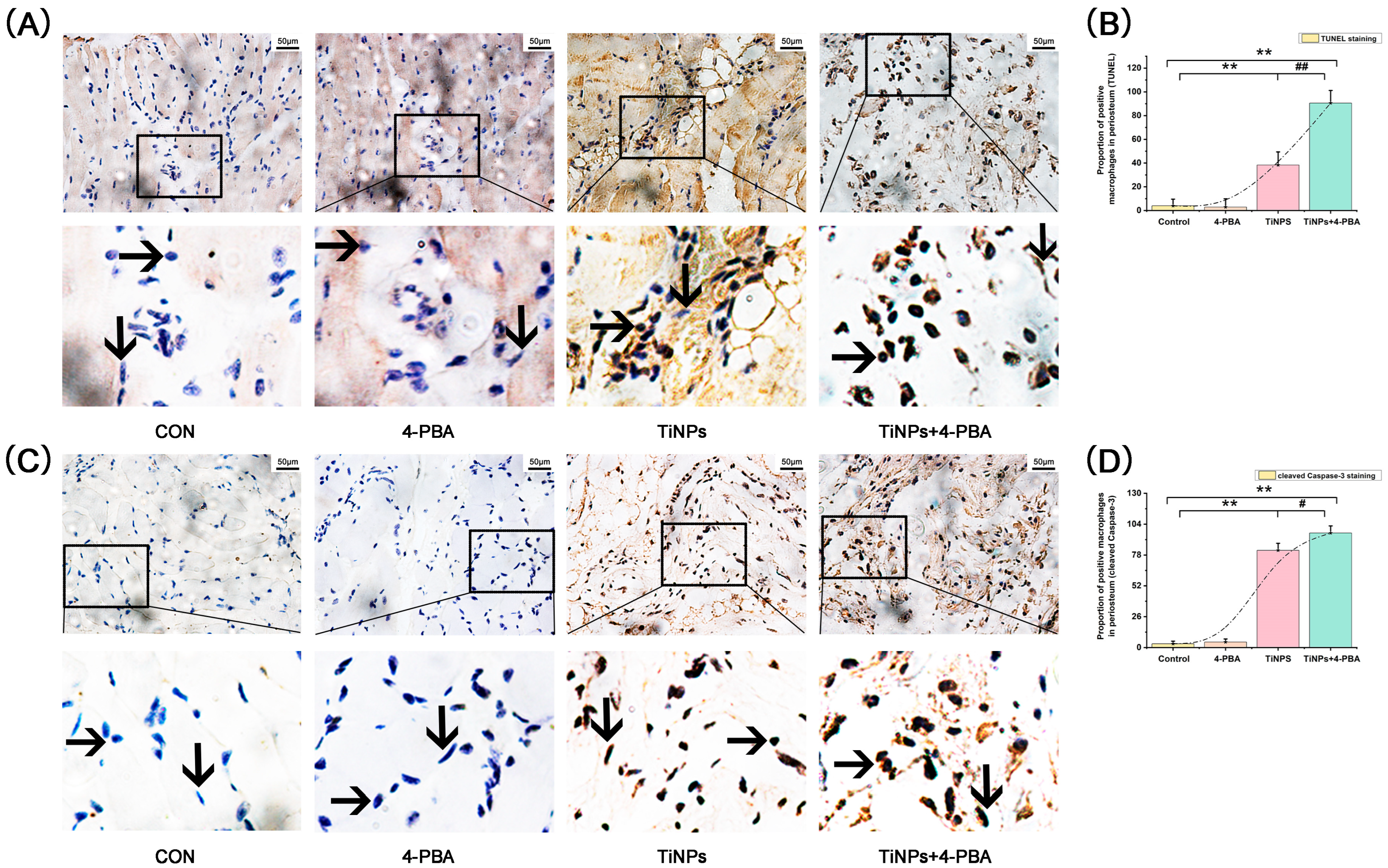 Bioengineering 12 00701 g002