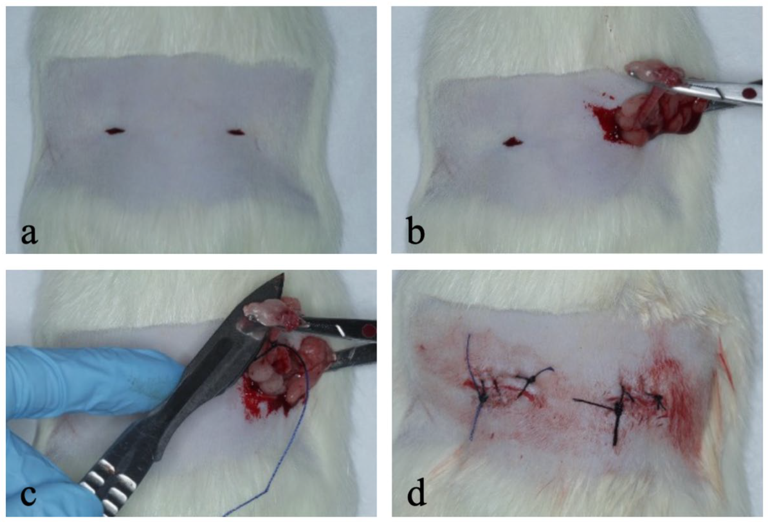 Bioengineering 12 00702 g001