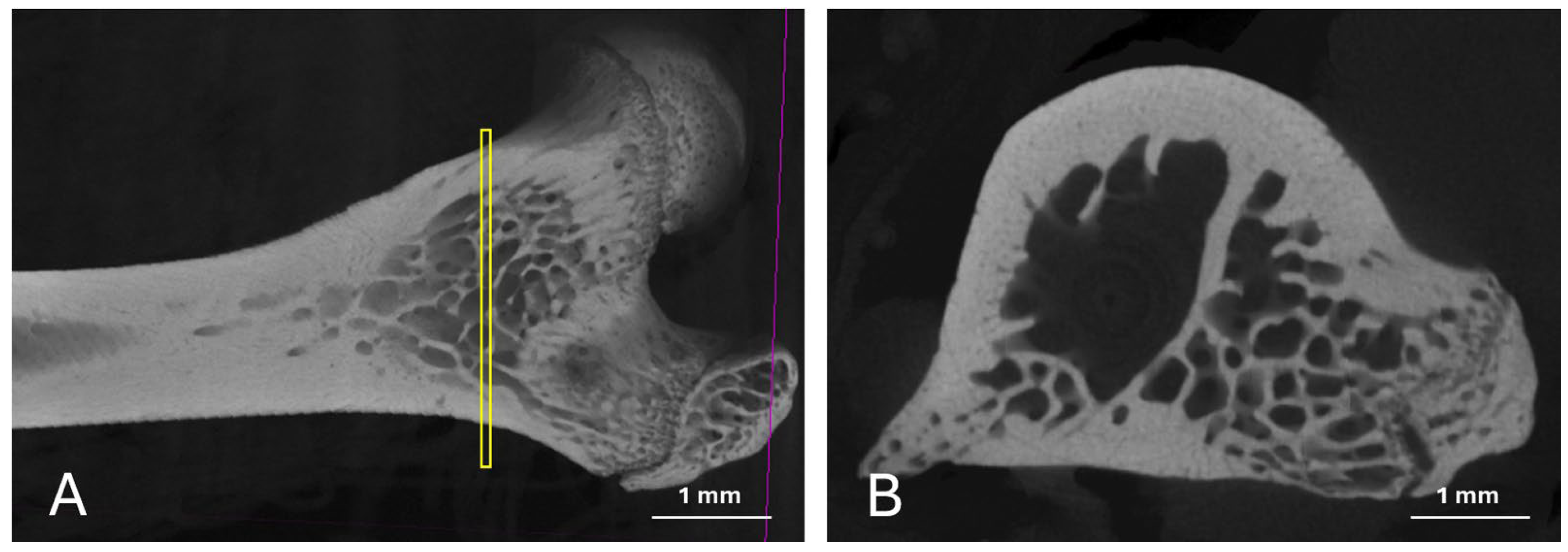 Bioengineering 12 00702 g002