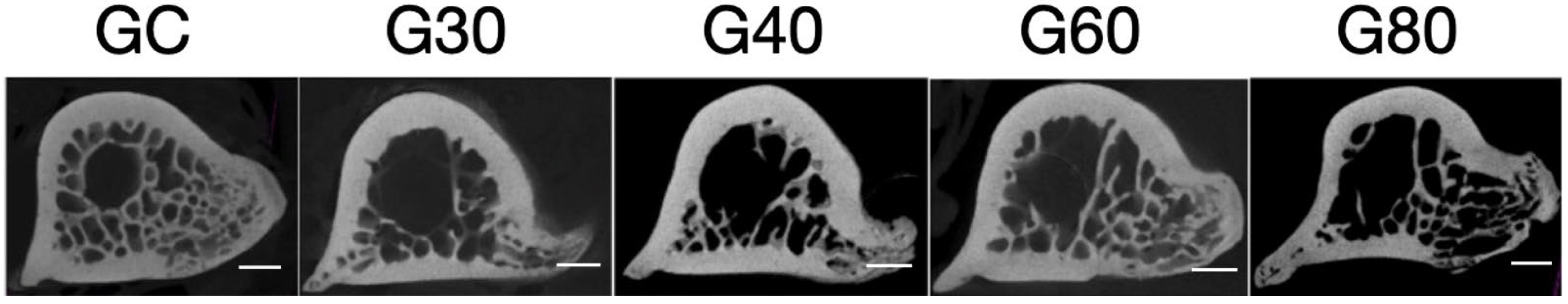 Bioengineering 12 00702 g005