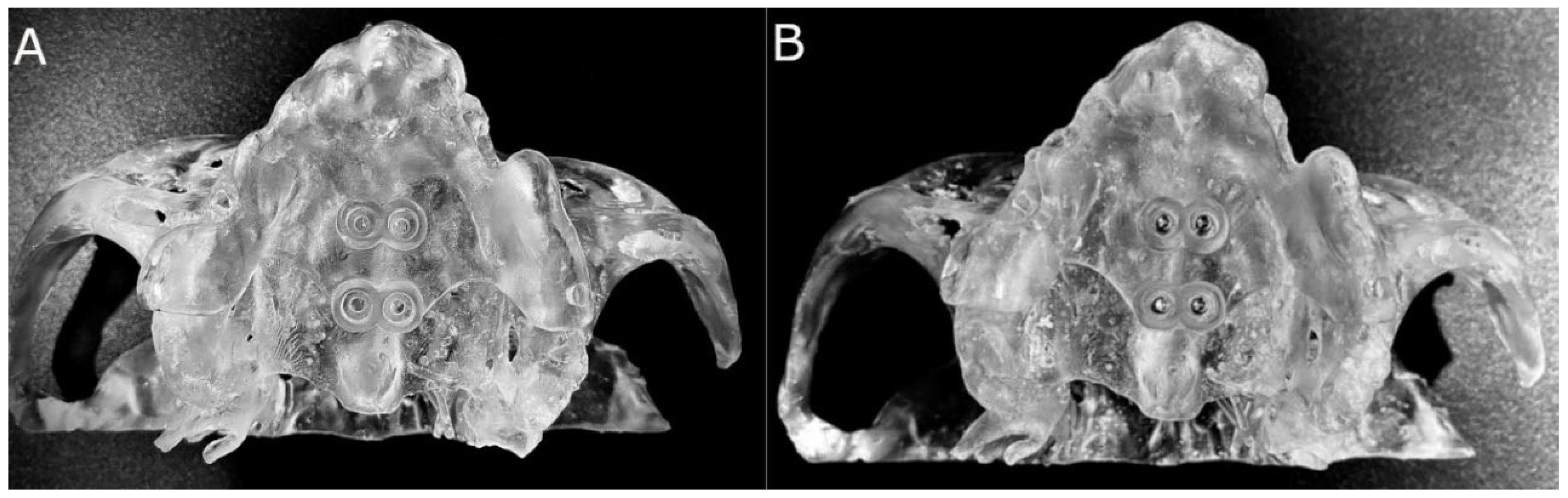 Bioengineering 12 00703 g002