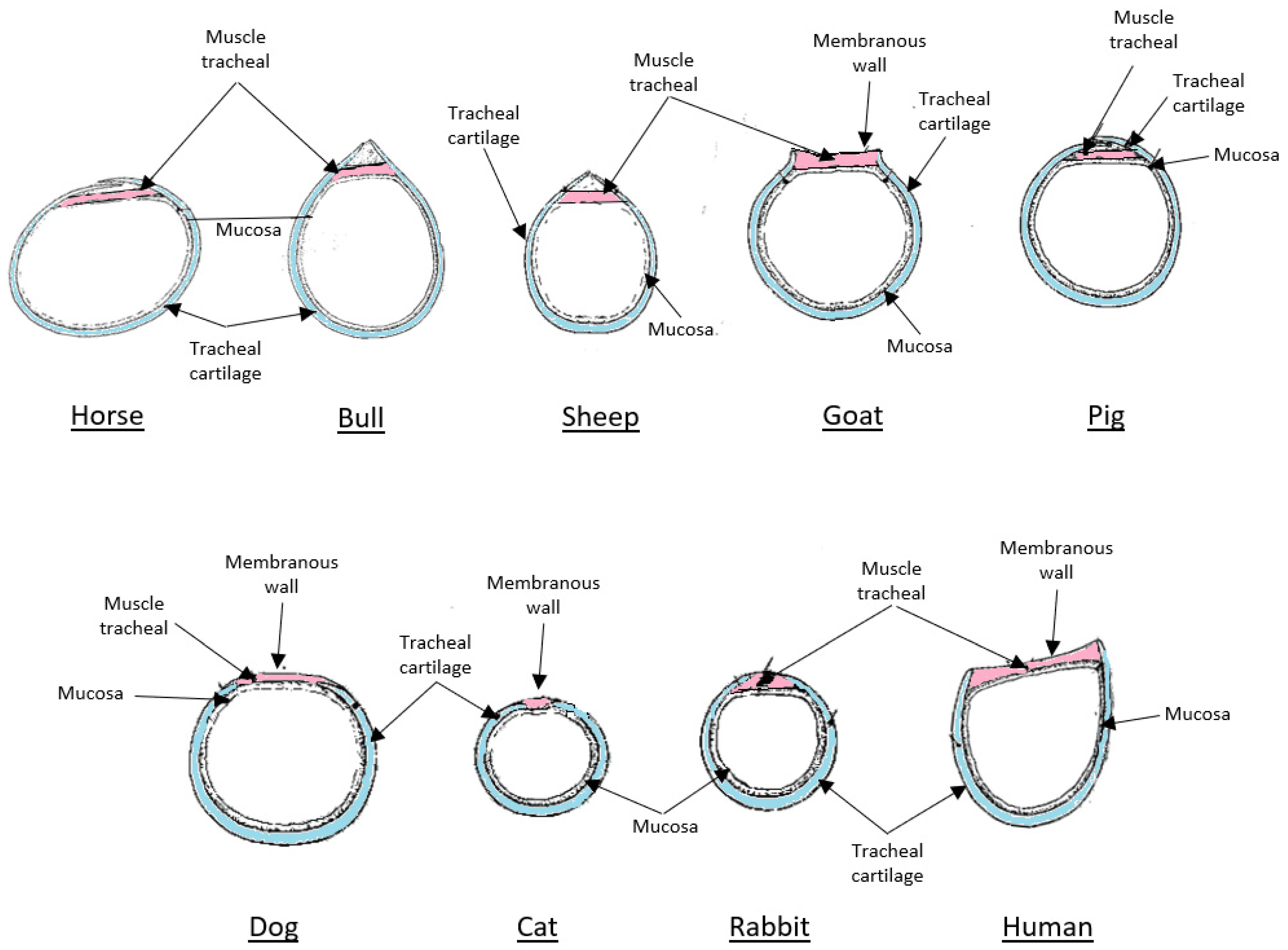 Bioengineering 12 00704 g002