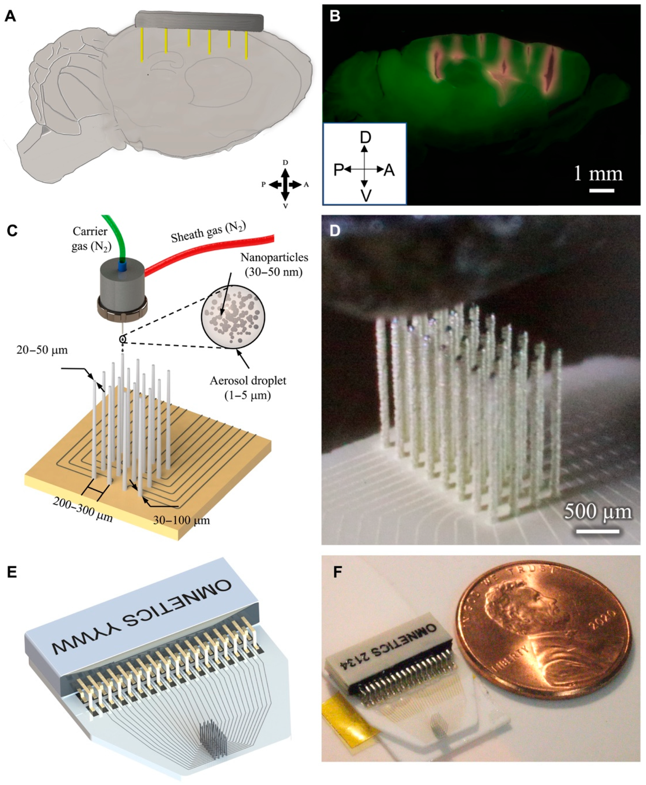 Bioengineering 12 00707 g003