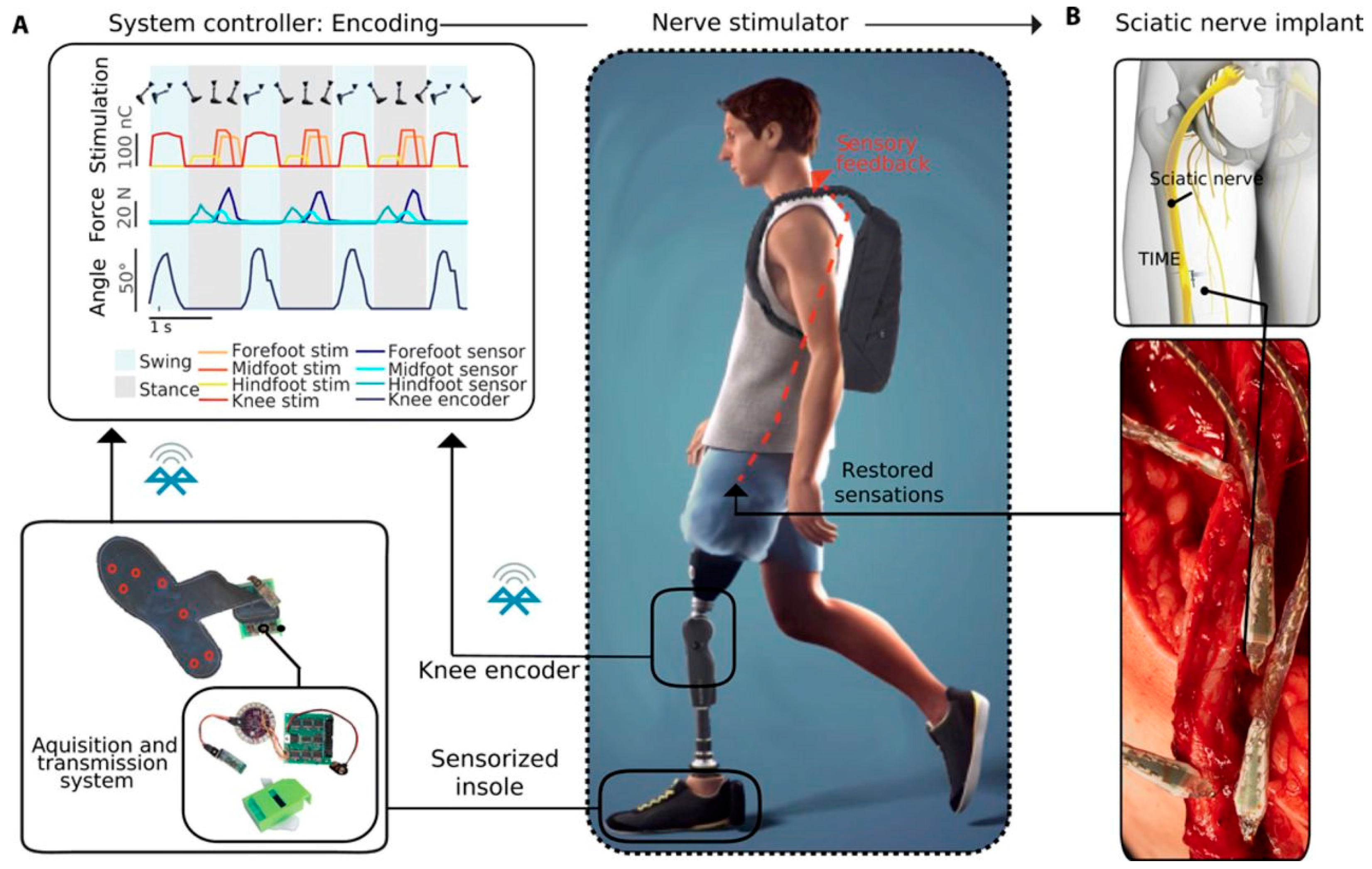 Bioengineering 12 00707 g004