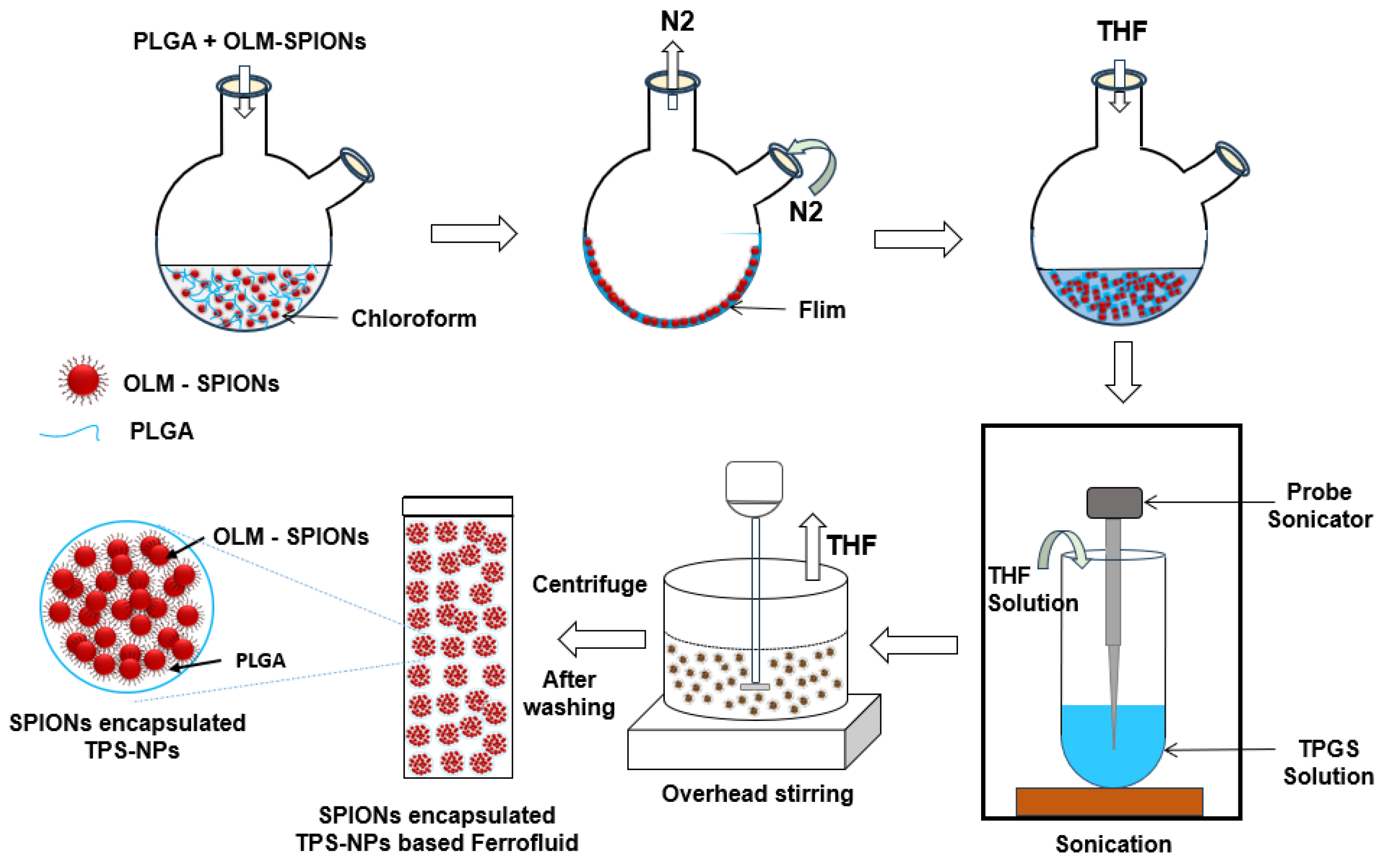 Bioengineering 12 00715 g001
