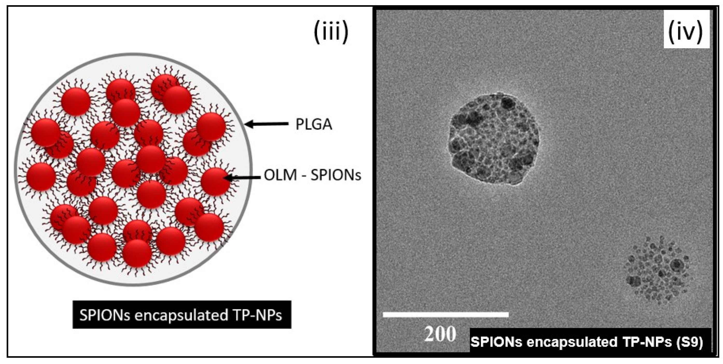 Bioengineering 12 00715 g004b