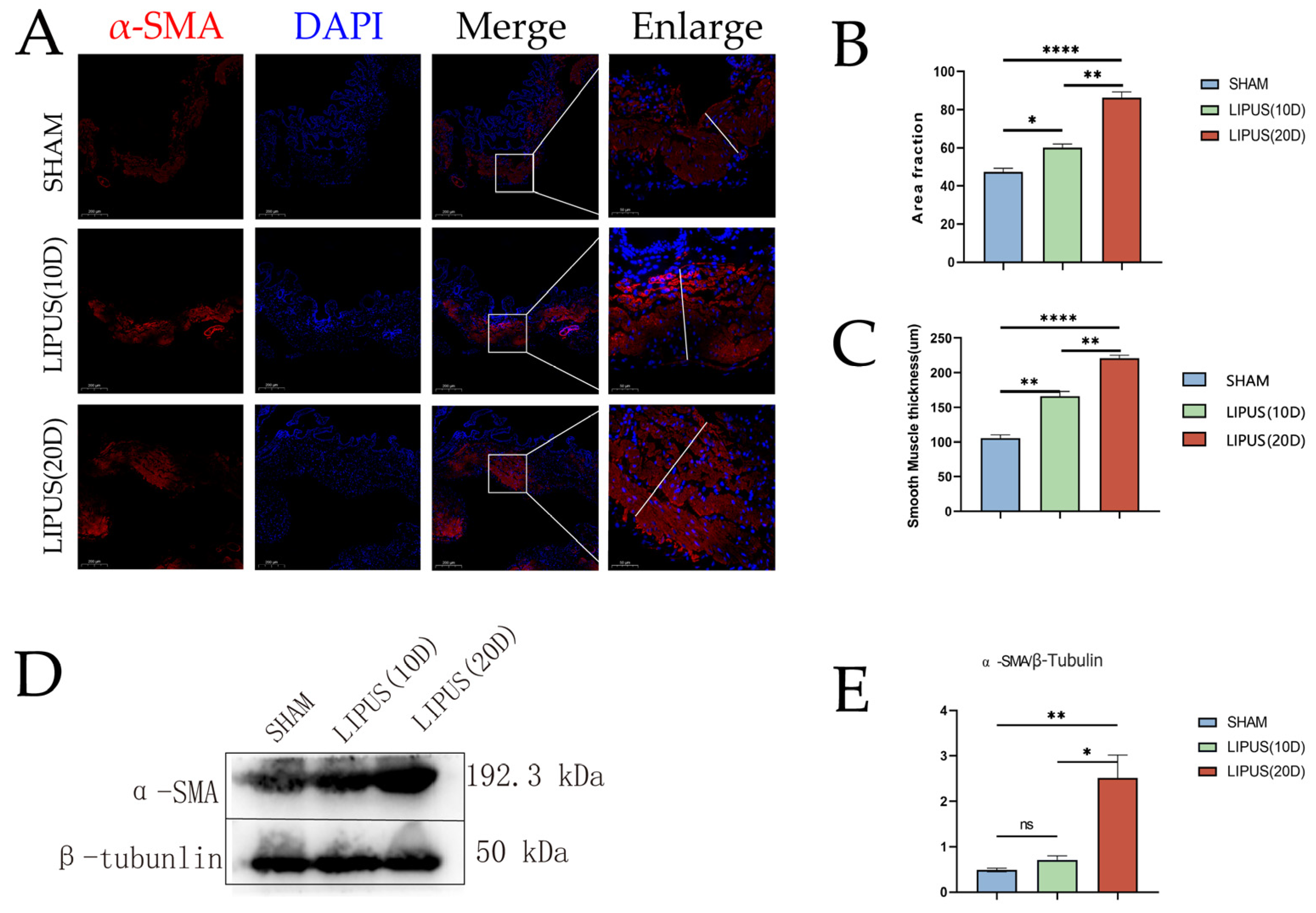 Bioengineering 12 00716 g005