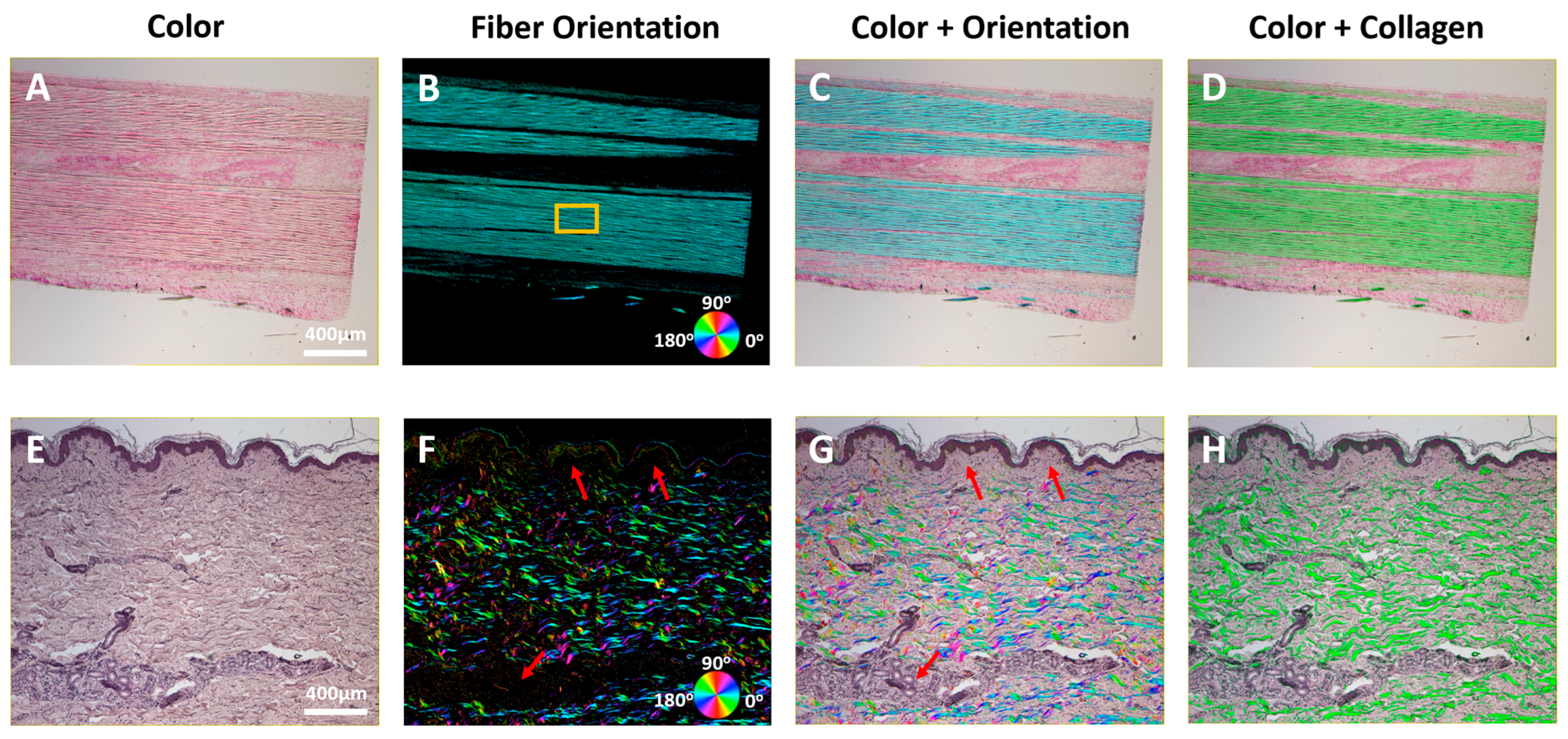 Bioengineering 12 00720 g003