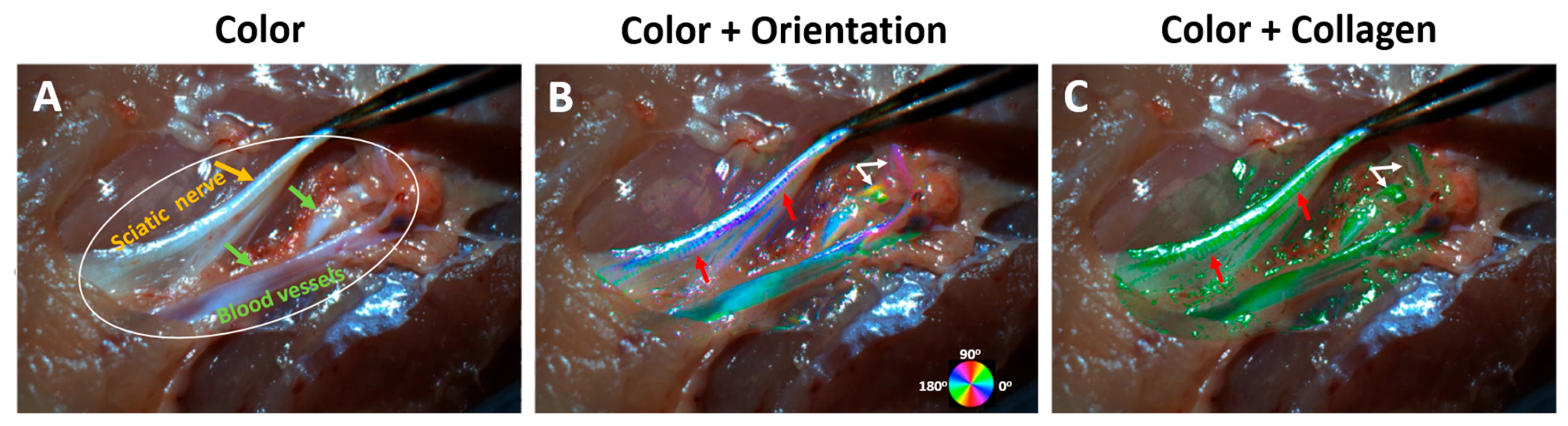 Bioengineering 12 00720 g005