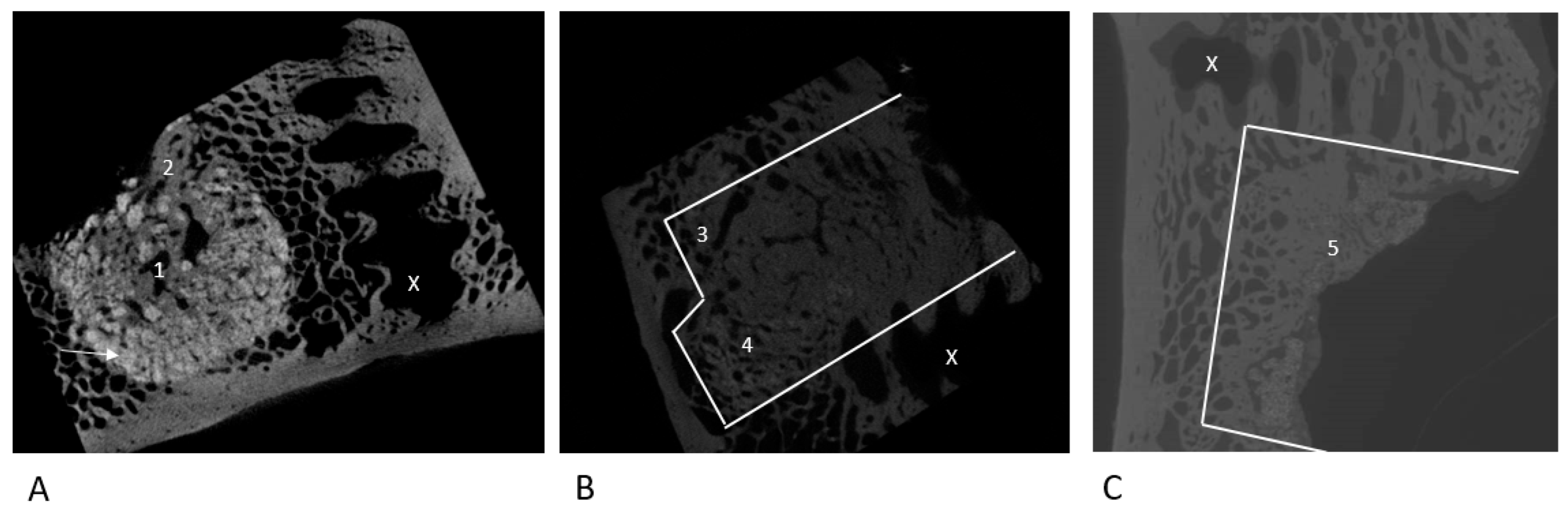 Bioengineering 12 00729 g002